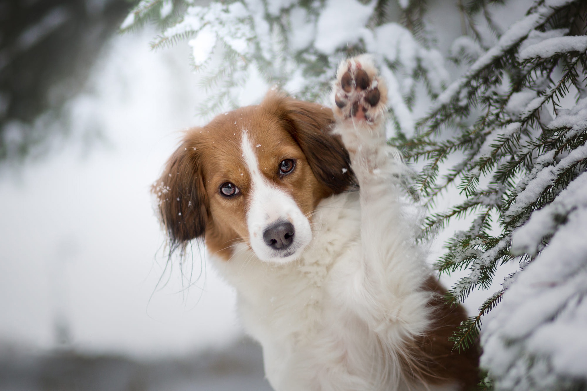 Download mobile wallpaper Winter, Dogs, Dog, Animal, Kooikerhondje for free.