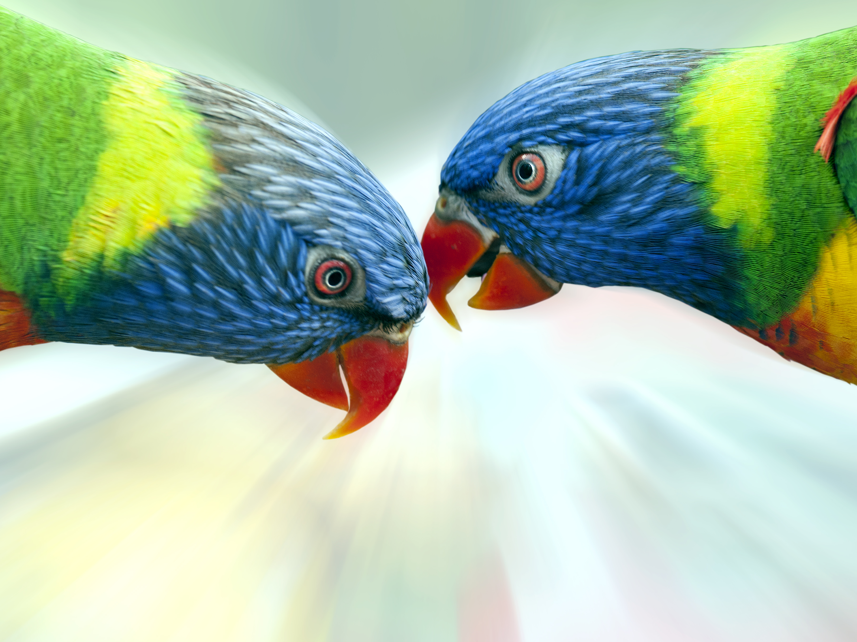 316021 descargar fondo de pantalla animales, loro arcoiris, aves: protectores de pantalla e imágenes gratis