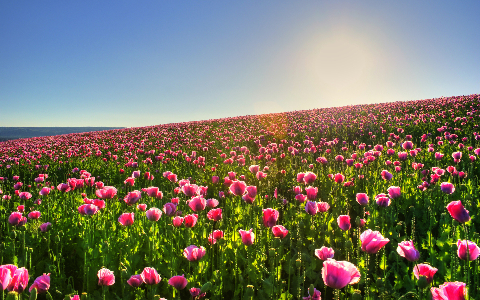 Free download wallpaper Flowers, Plants, Landscape, Sun, Fields, Tulips on your PC desktop