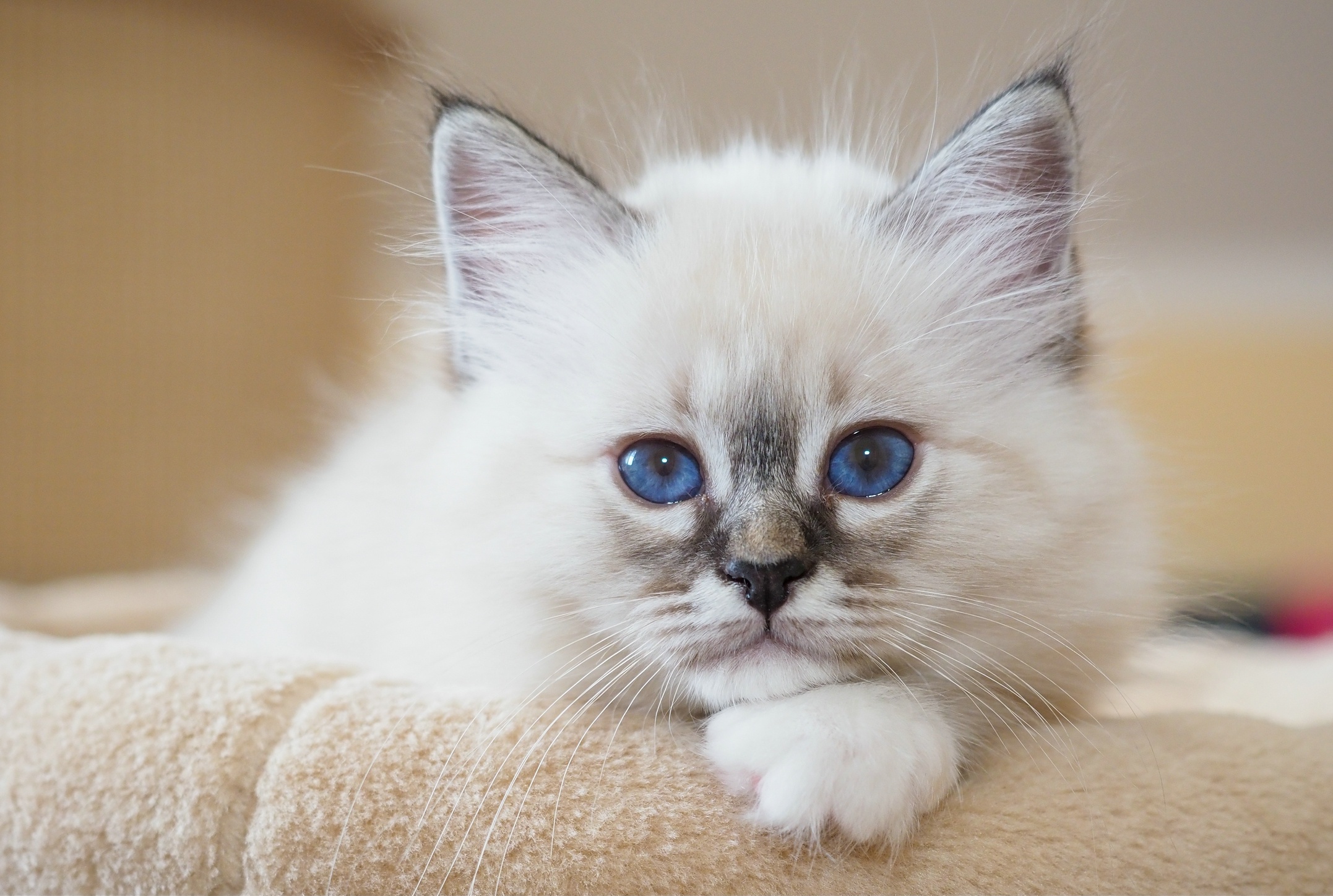 Free download wallpaper Cats, Cat, Kitten, Animal, Baby Animal on your PC desktop