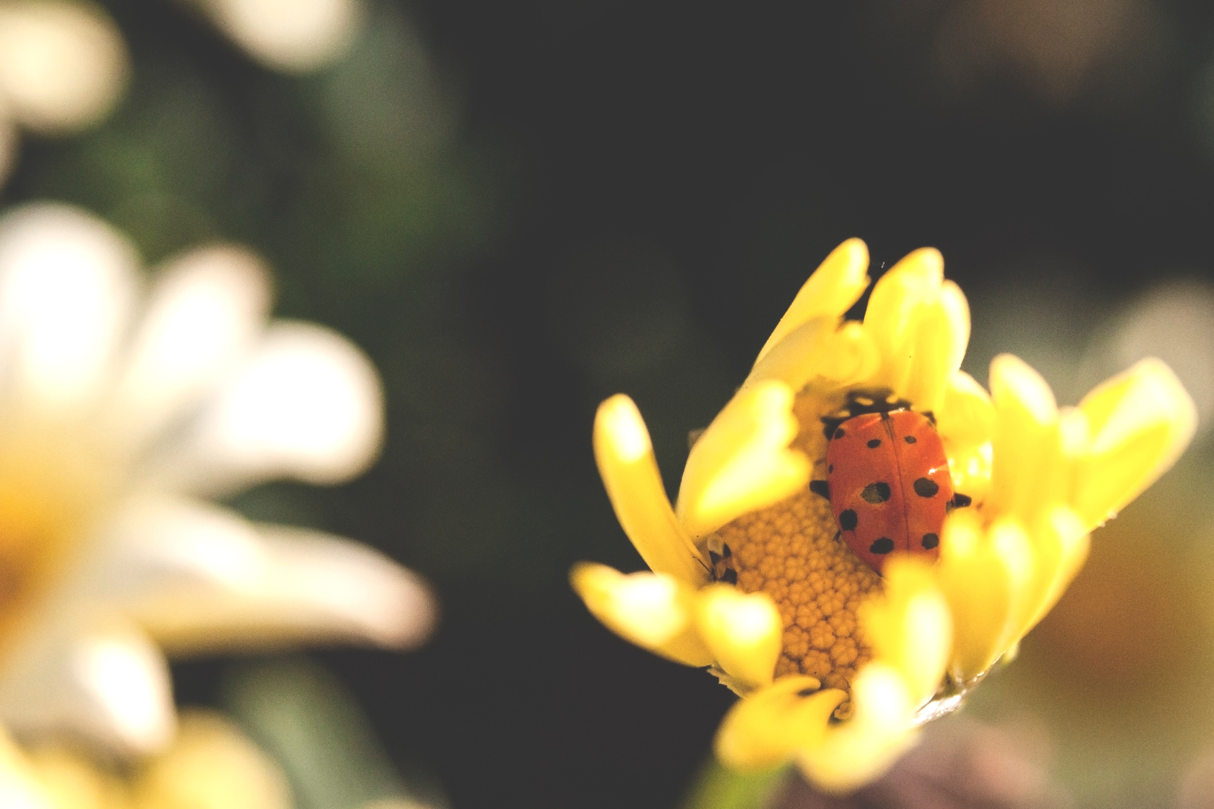 flower, macro, insect, ladybug, ladybird phone wallpaper