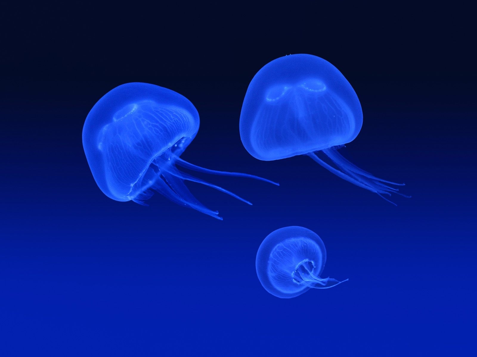 Téléchargez gratuitement l'image Jellyfish, Animaux, Mer sur le bureau de votre PC