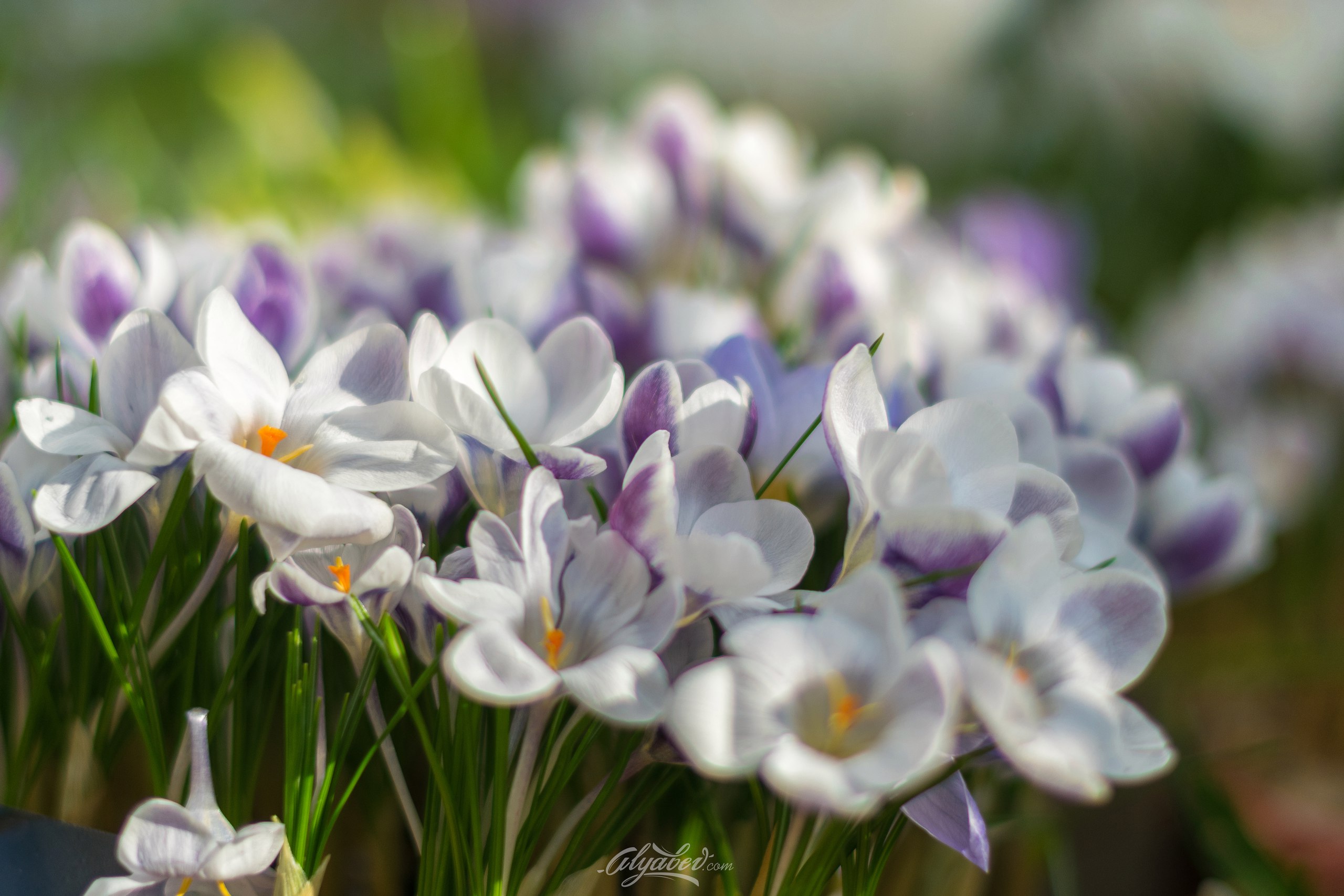 Free download wallpaper Flowers, Flower, Earth, Crocus on your PC desktop