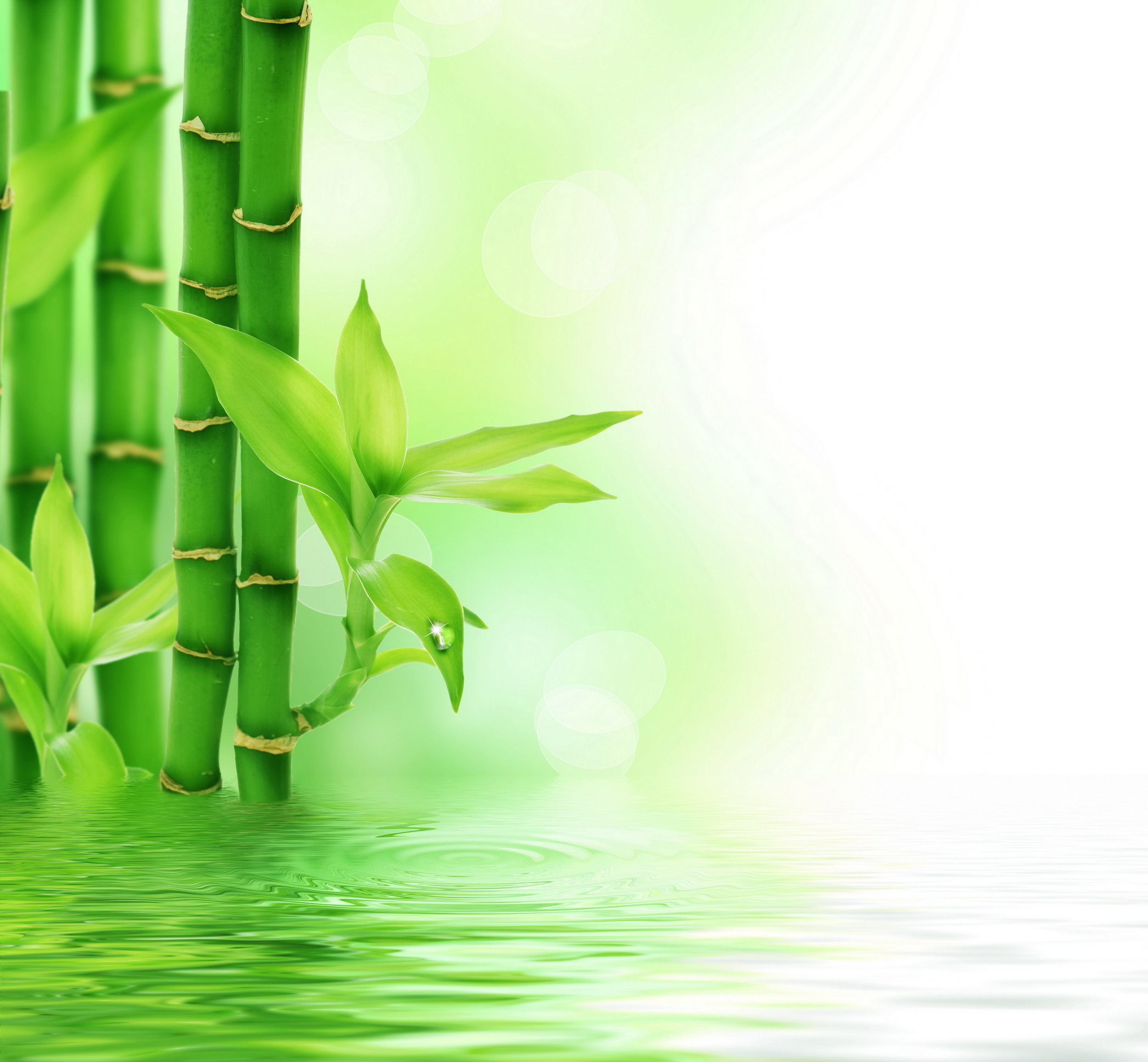 Download mobile wallpaper Water, Plants, Background for free.