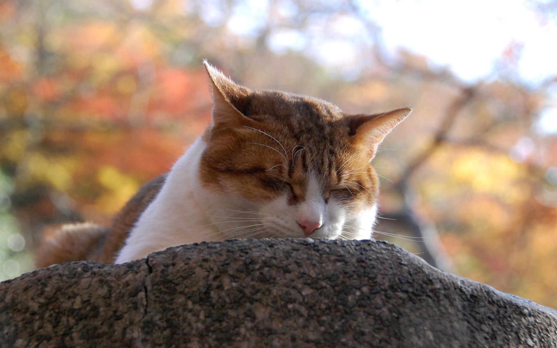 Descarga gratuita de fondo de pantalla para móvil de Gato, Gatos, Animales.