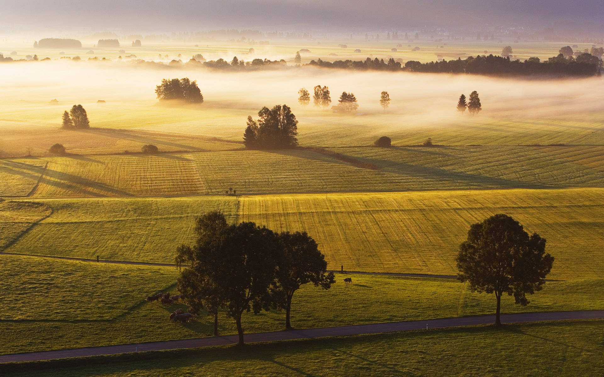 Download mobile wallpaper Landscape, Tree, Fog, Earth, Field for free.