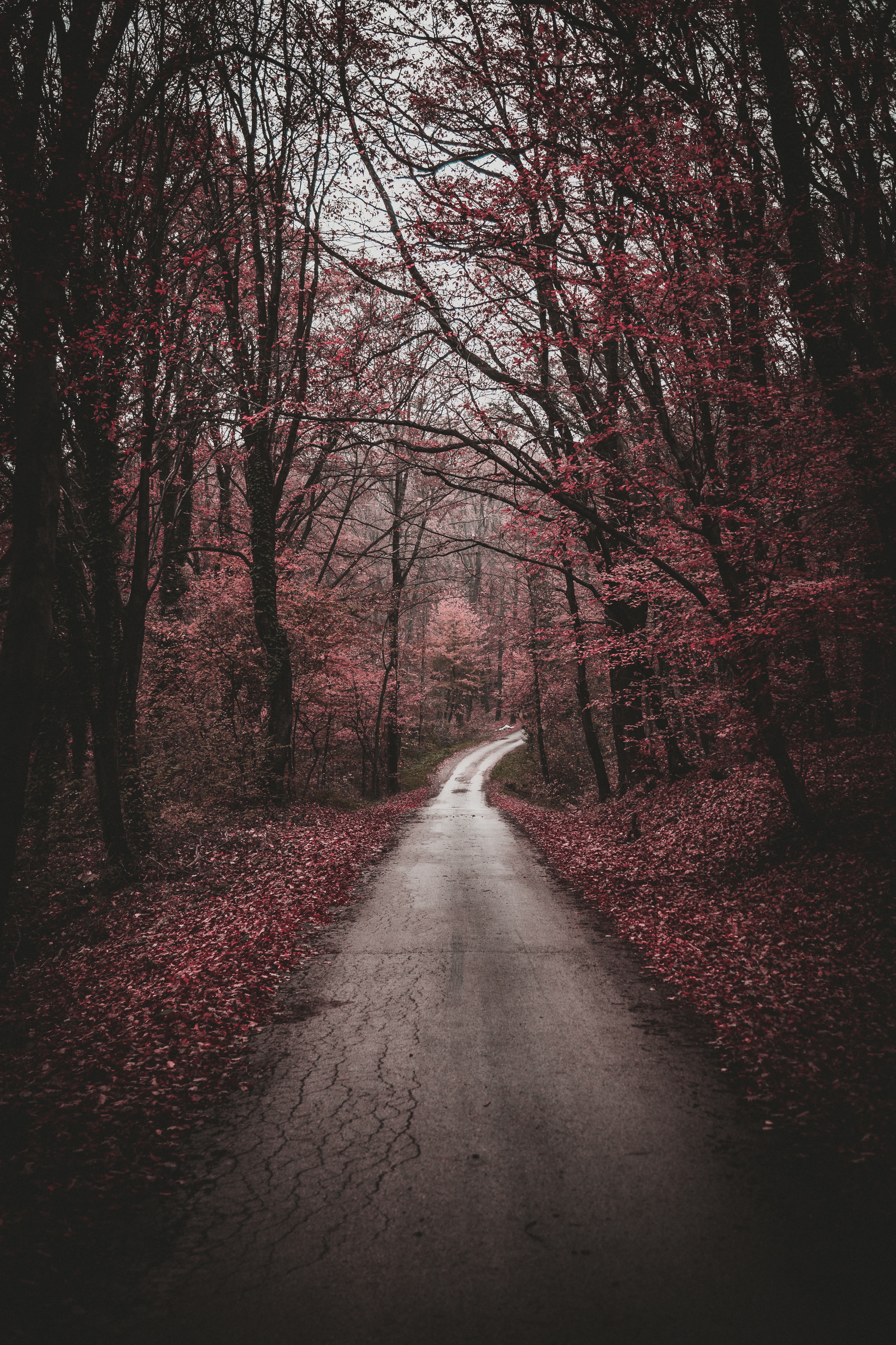 forest, path, stroll, nature, trees, autumn Smartphone Background