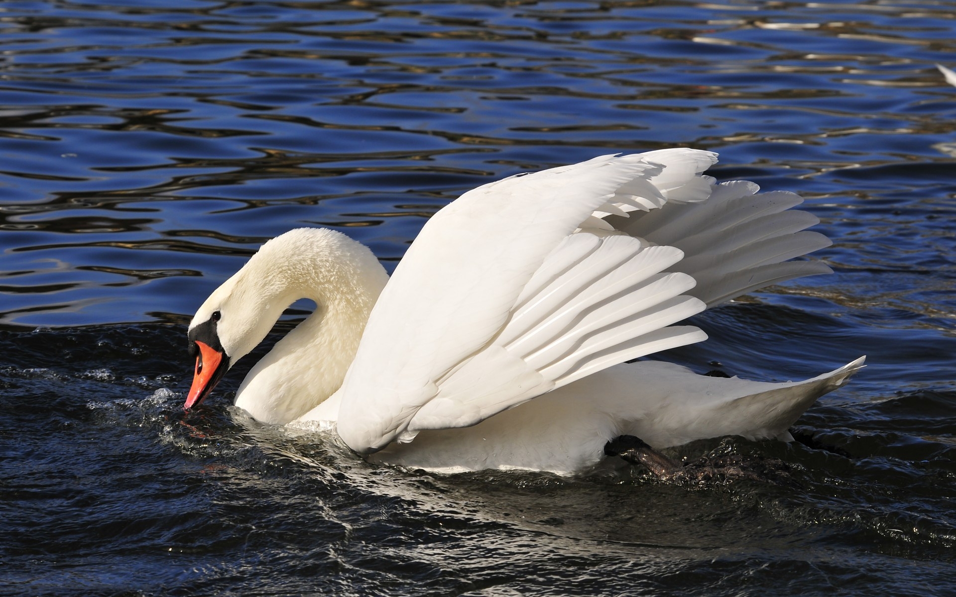 Free download wallpaper Animals, Swans, Birds on your PC desktop