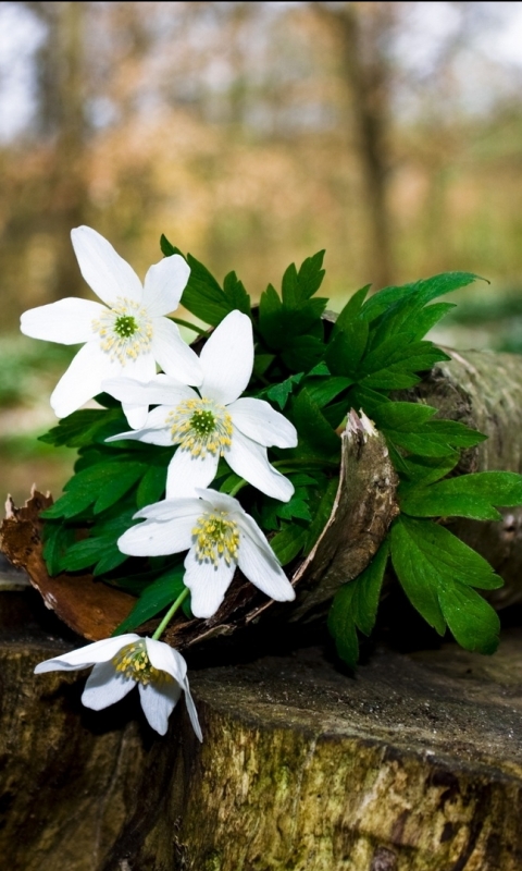 Descarga gratuita de fondo de pantalla para móvil de Flores, Flor, Tierra/naturaleza.