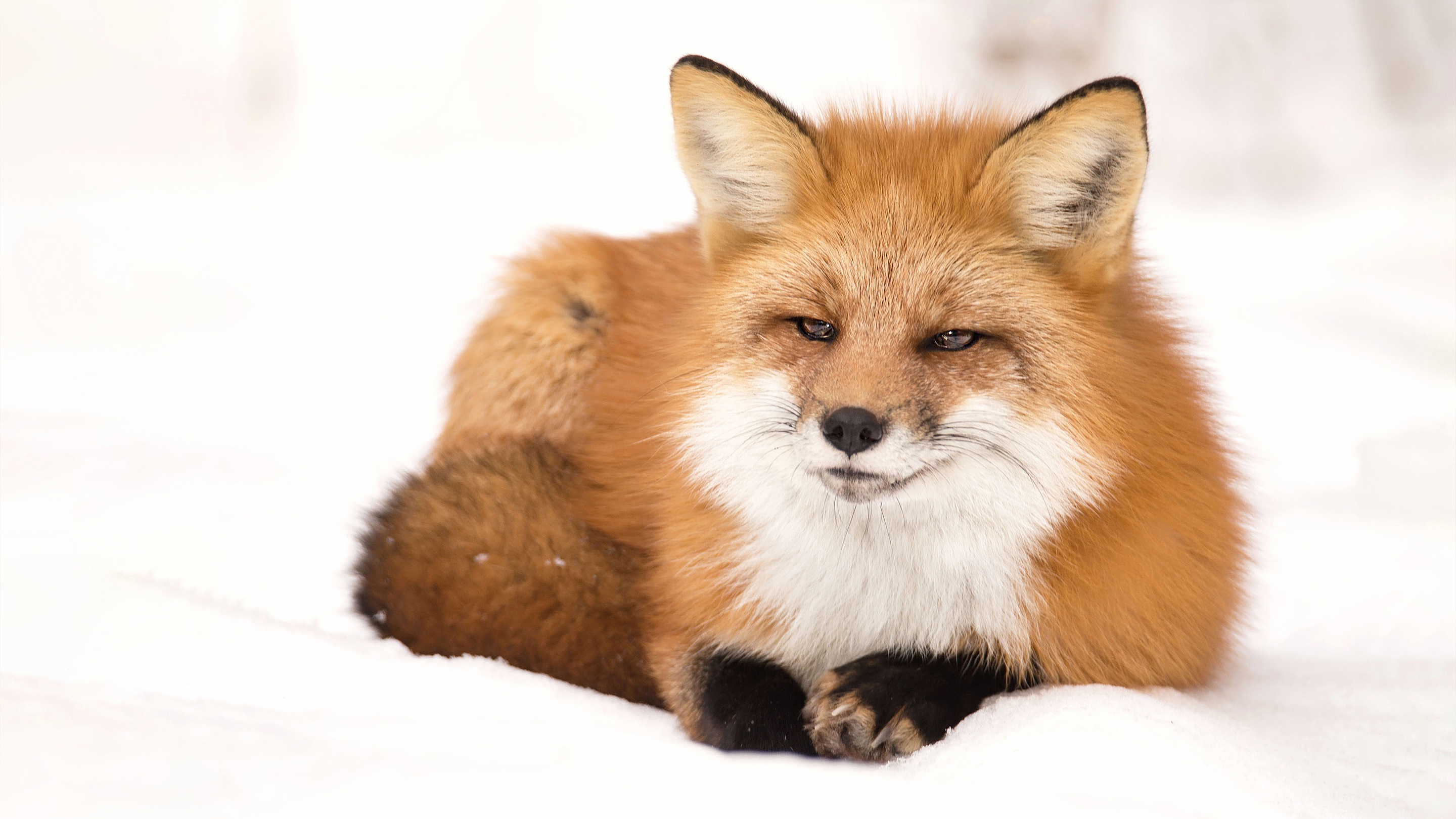 Free download wallpaper Animal, Fox on your PC desktop