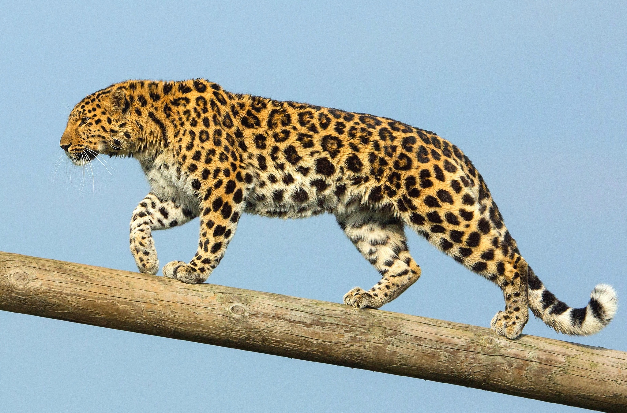 Download mobile wallpaper Cats, Leopard, Animal for free.