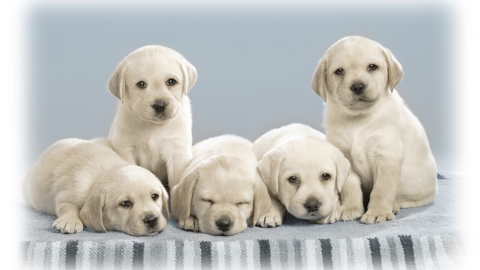 PCデスクトップに動物, 犬, 子犬, ラブラドール・レトリバー画像を無料でダウンロード