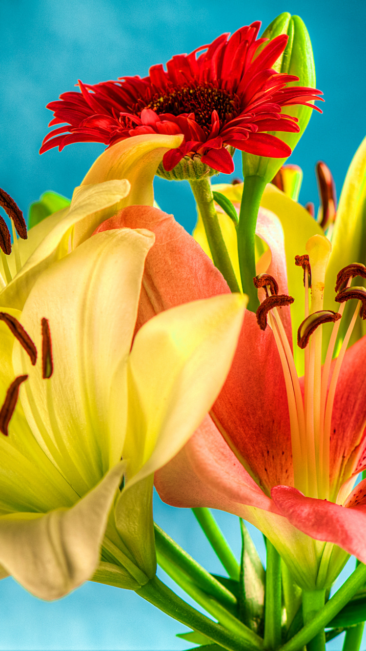 Download mobile wallpaper Flowers, Flower, Earth, Colorful, Lily, Gerbera for free.