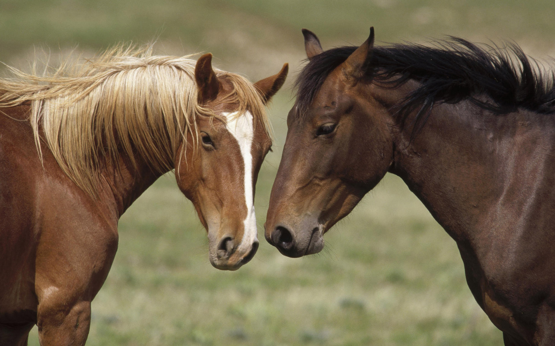 160492 descargar imagen caballo, animales: fondos de pantalla y protectores de pantalla gratis