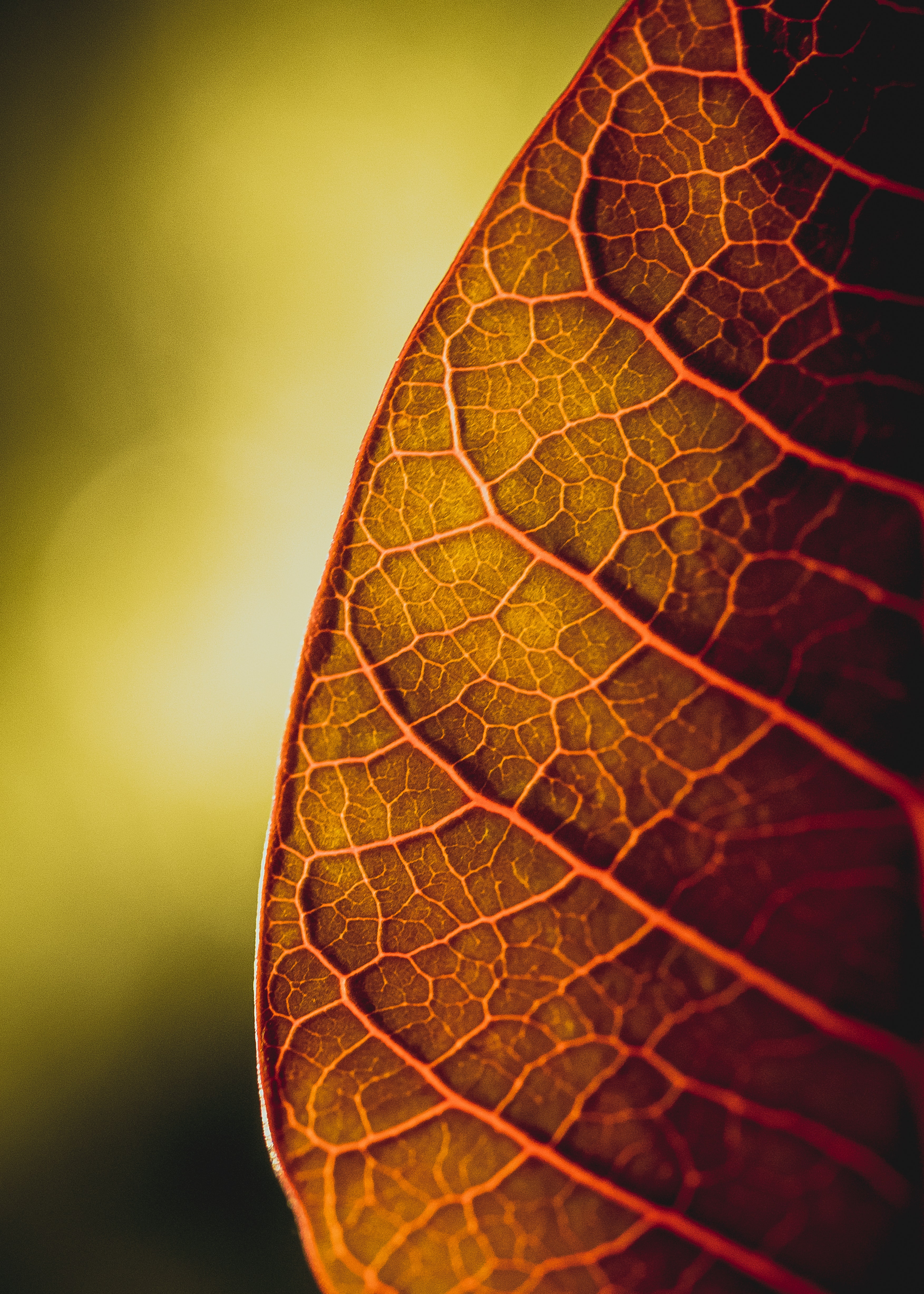 plant, macro, sheet, leaf, veins High Definition image