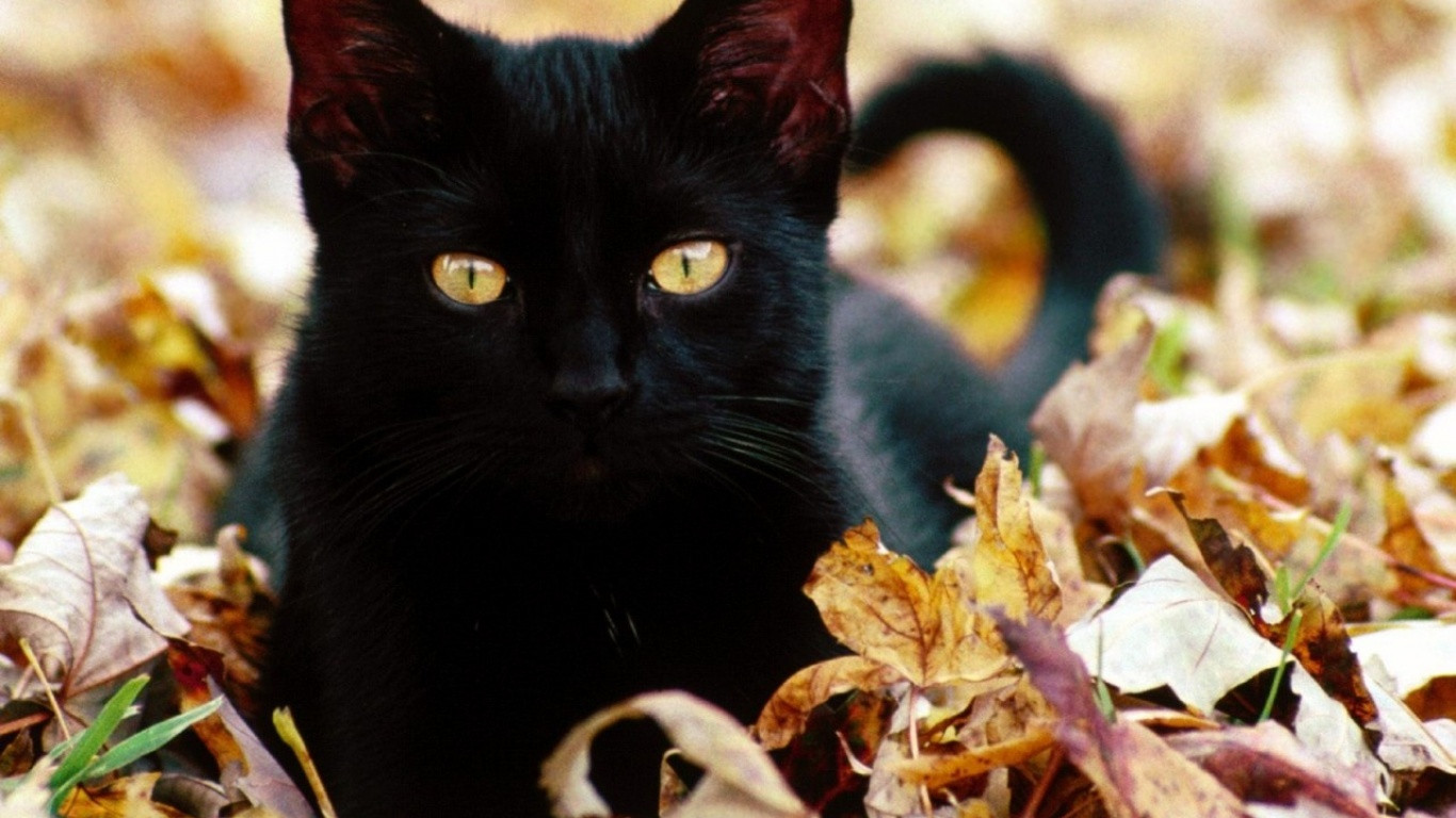 Baixe gratuitamente a imagem Gato, Gatos, Animais na área de trabalho do seu PC