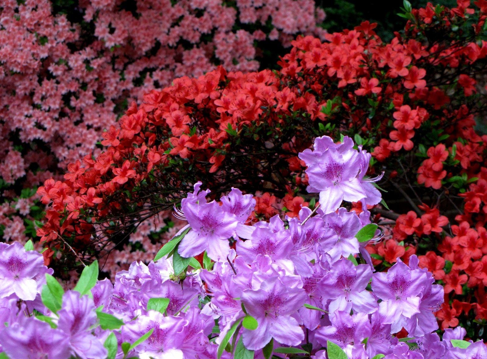 PCデスクトップにフラワーズ, 明るい, 色とりどり, モトリー, 咲く, 開花, つつじ画像を無料でダウンロード