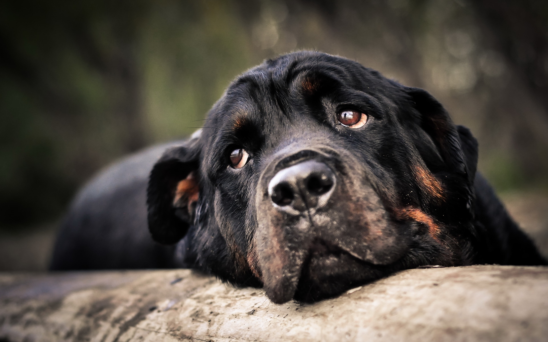 Baixe gratuitamente a imagem Cães, Cão, Animais na área de trabalho do seu PC