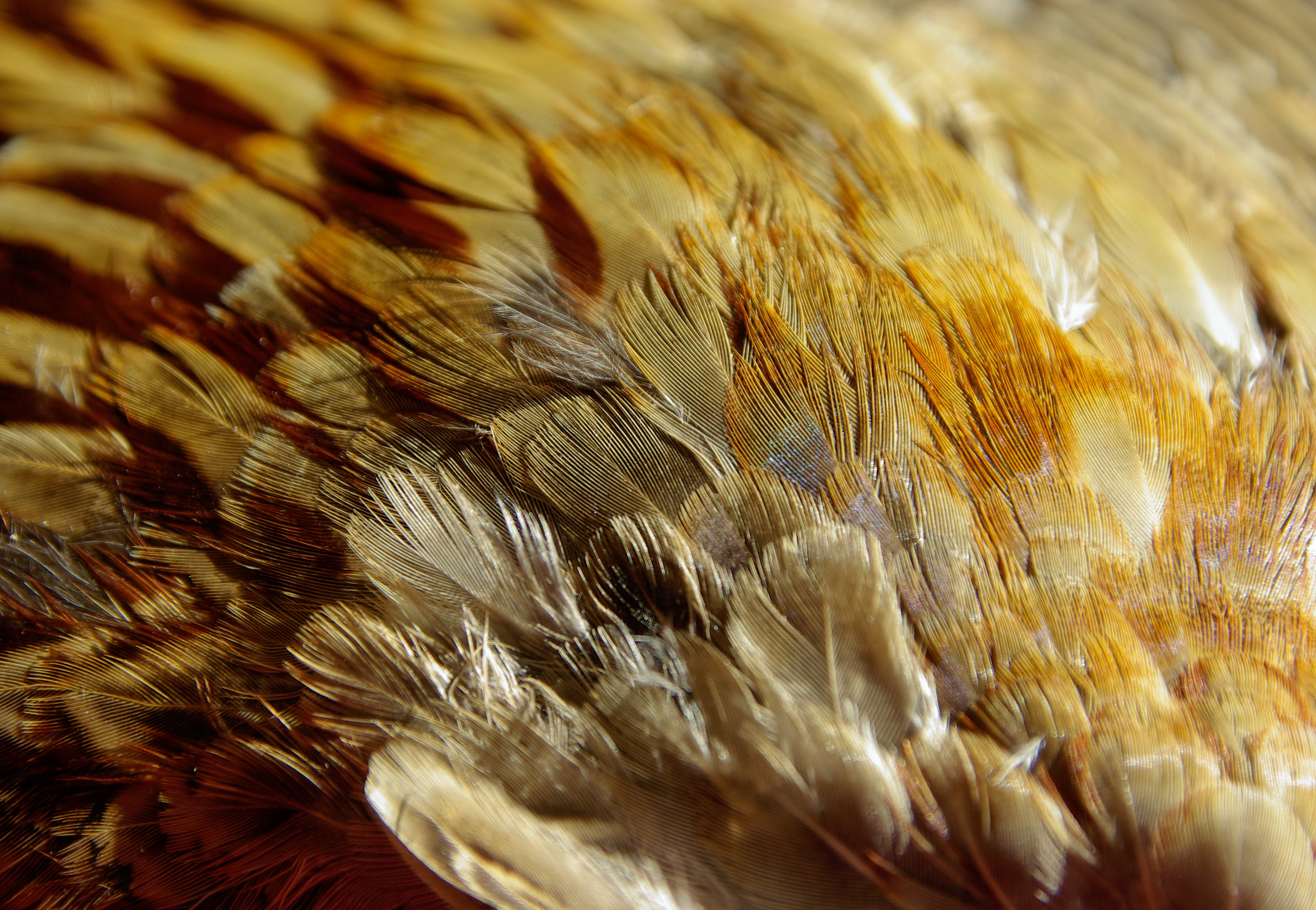 Free download wallpaper Feather, Texture, Close Up, Textures on your PC desktop