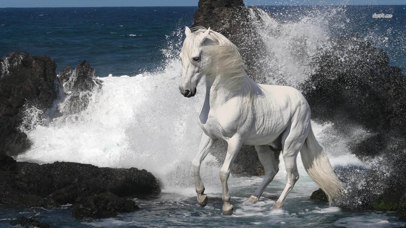 Téléchargez des papiers peints mobile Cheval, Animaux gratuitement.