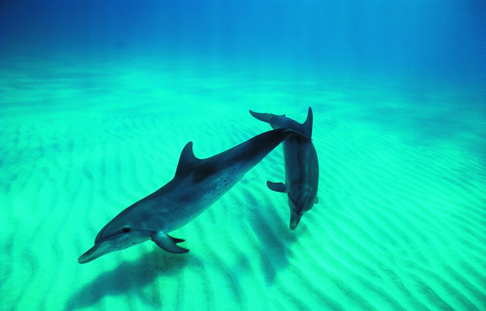 42100 télécharger l'image dauphins, animaux, turquoise - fonds d'écran et économiseurs d'écran gratuits