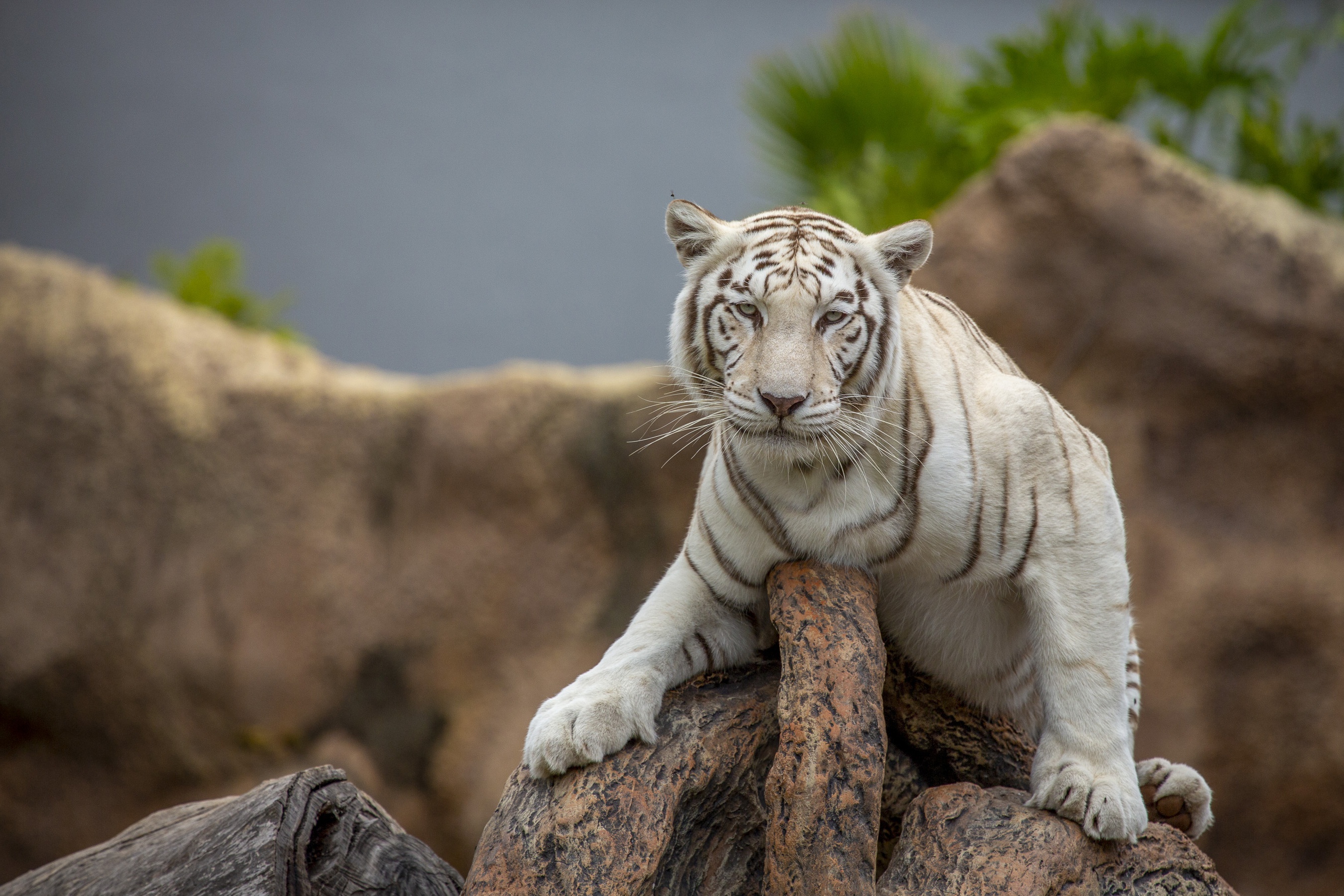 Téléchargez des papiers peints mobile Animaux, Chats, Tigre Blanc gratuitement.