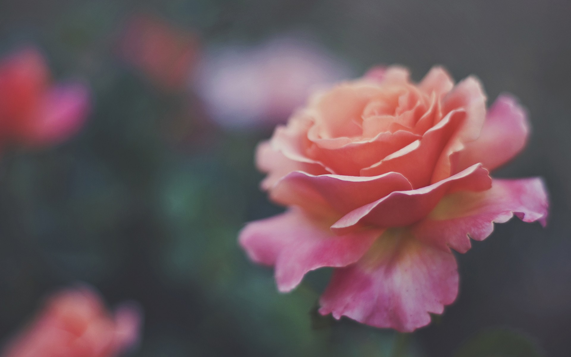 Free download wallpaper Flowers, Rose, Earth on your PC desktop