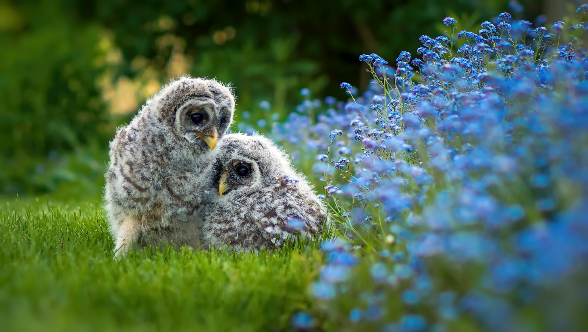 Free download wallpaper Nature, Birds, Grass, Owl, Flower, Bird, Animal, Blue Flower on your PC desktop