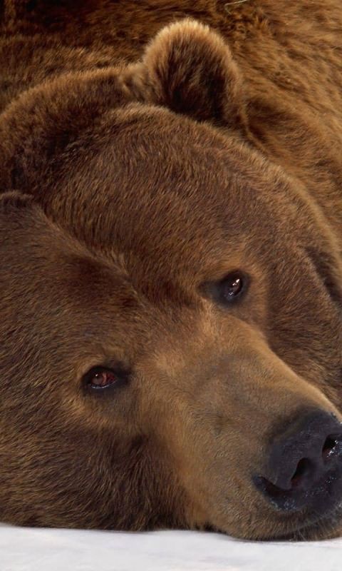 Download mobile wallpaper Bears, Bear, Animal for free.