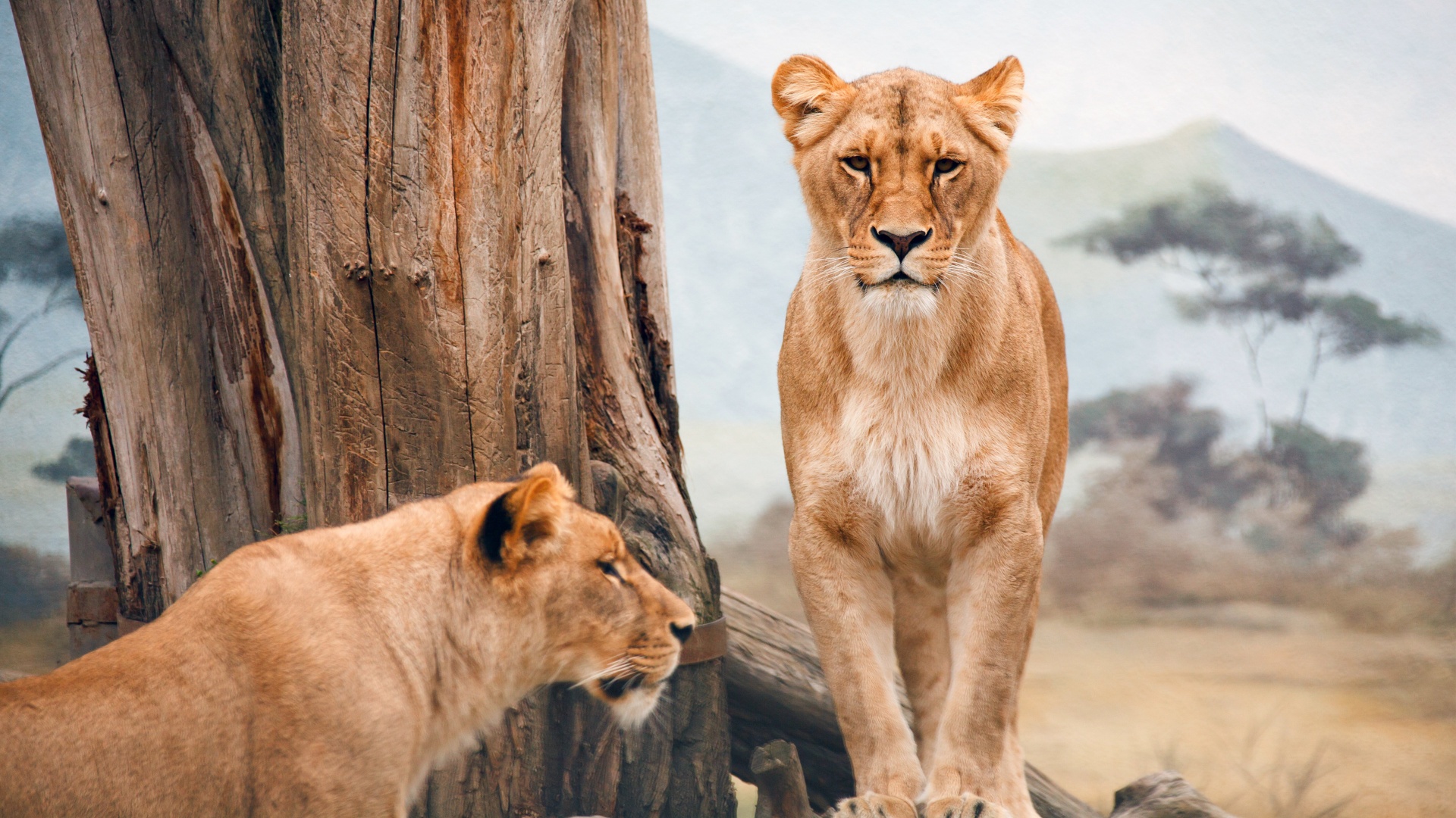 368984 descargar imagen animales, león, leona, gatos: fondos de pantalla y protectores de pantalla gratis