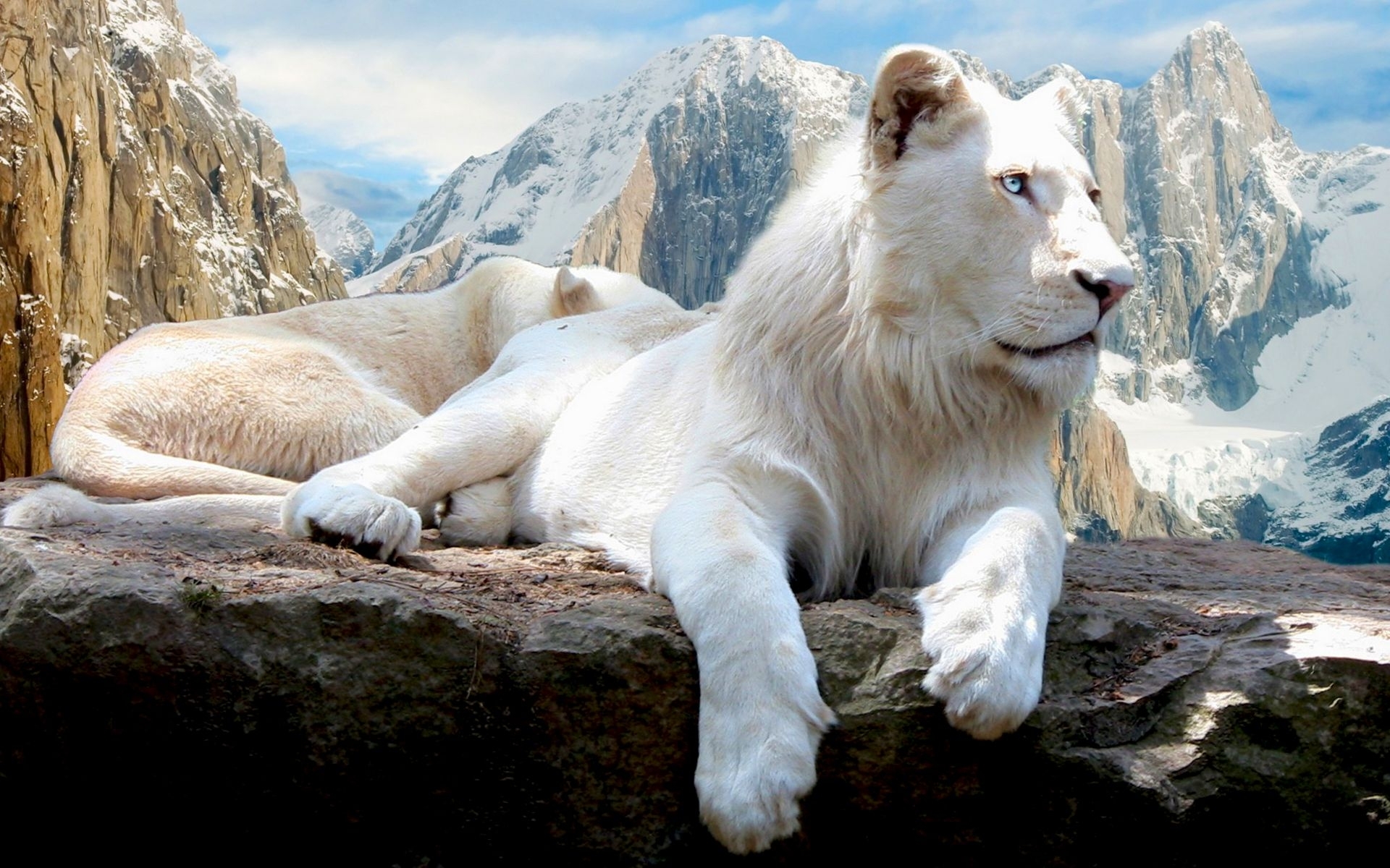 41506 скачать картинку львы, животные, пейзаж, горы - обои и заставки бесплатно