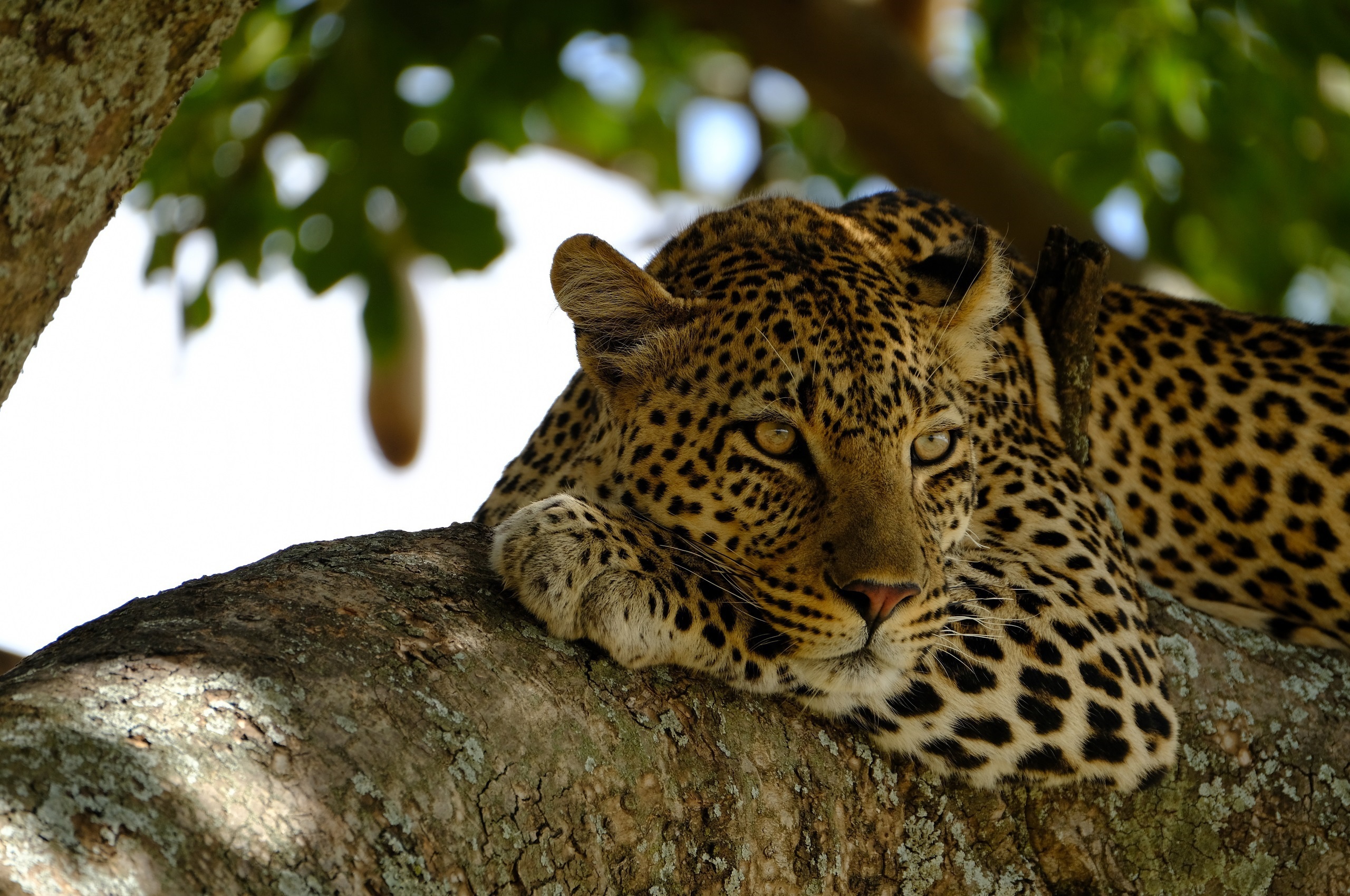 Descarga gratuita de fondo de pantalla para móvil de Animales, Gatos, Leopardo.