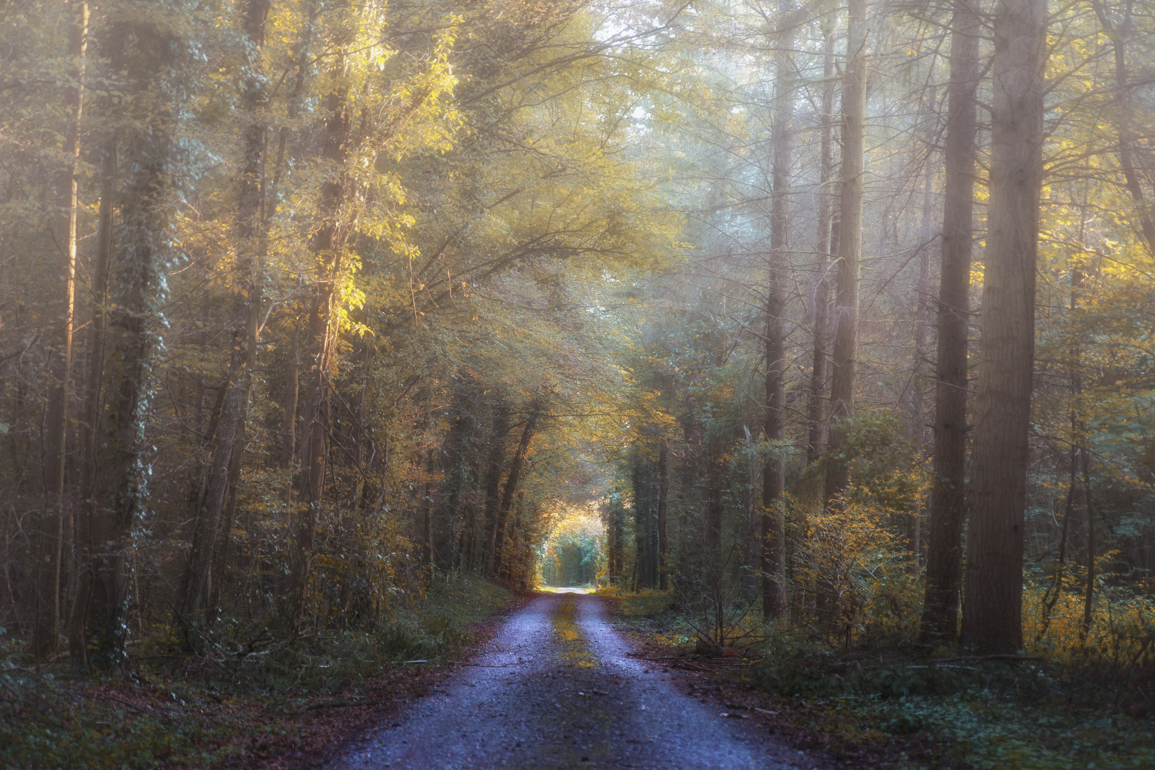 Free download wallpaper Nature, Road, Forest, Tree, Man Made on your PC desktop