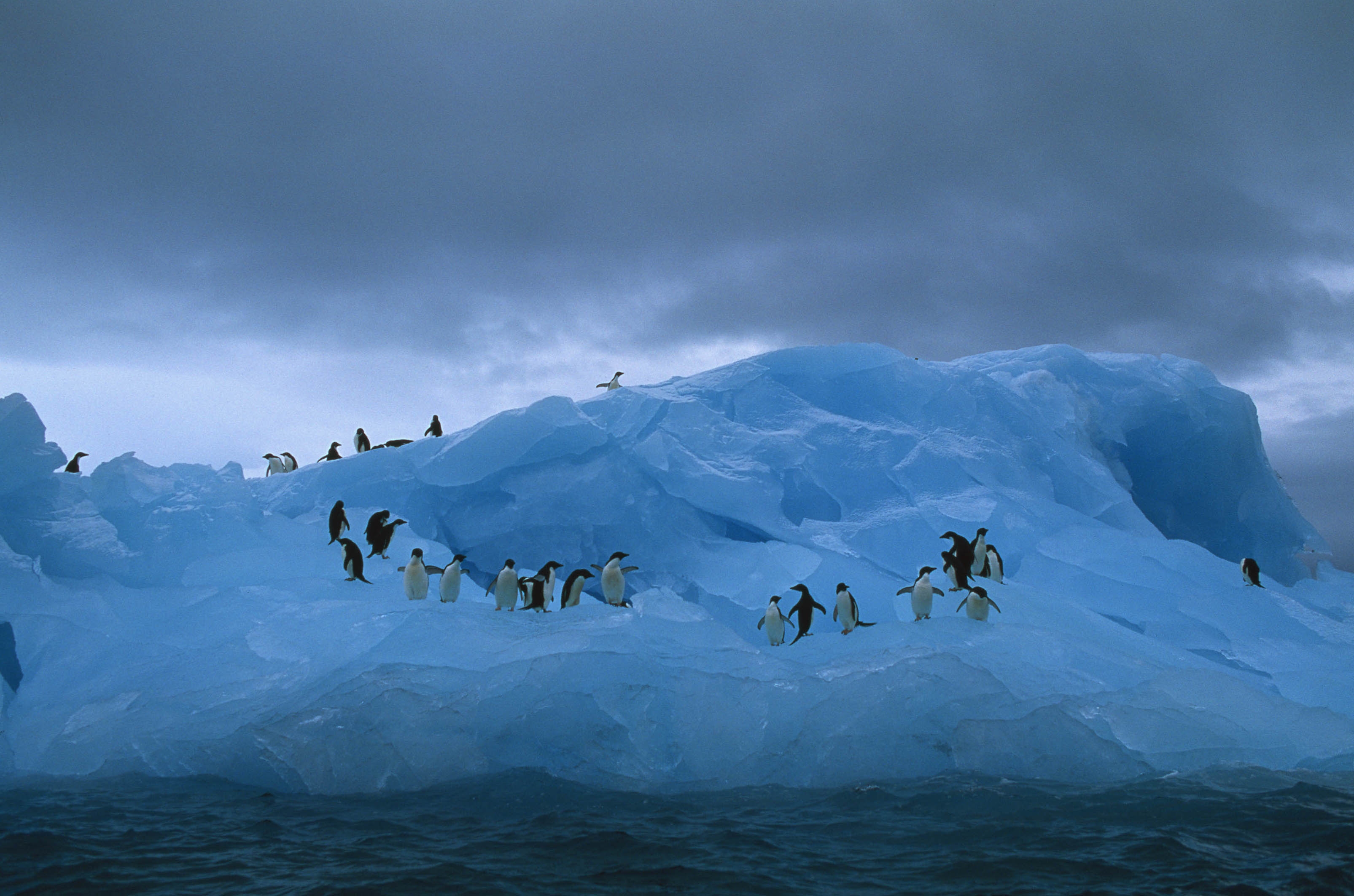 104272 завантажити картинку тварини, пінгвіни, океан, айсберг - шпалери і заставки безкоштовно