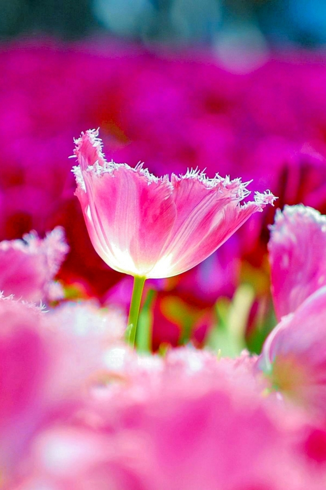 Download mobile wallpaper Nature, Flowers, Flower, Earth, Colorful, Spring, Tulip, Pink Flower for free.