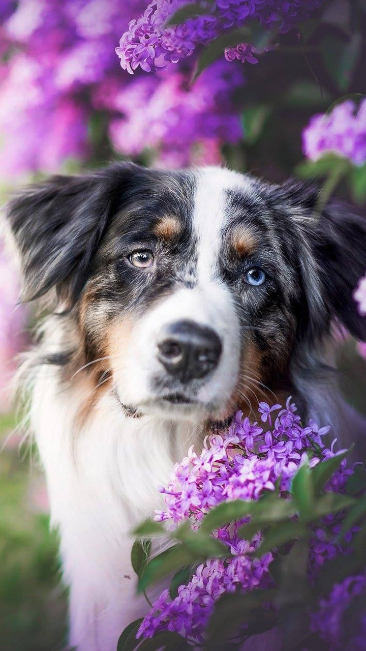 無料モバイル壁紙動物, 犬, ヘテロクロミア, 紫色の花, オーストラリアン シェパードをダウンロードします。