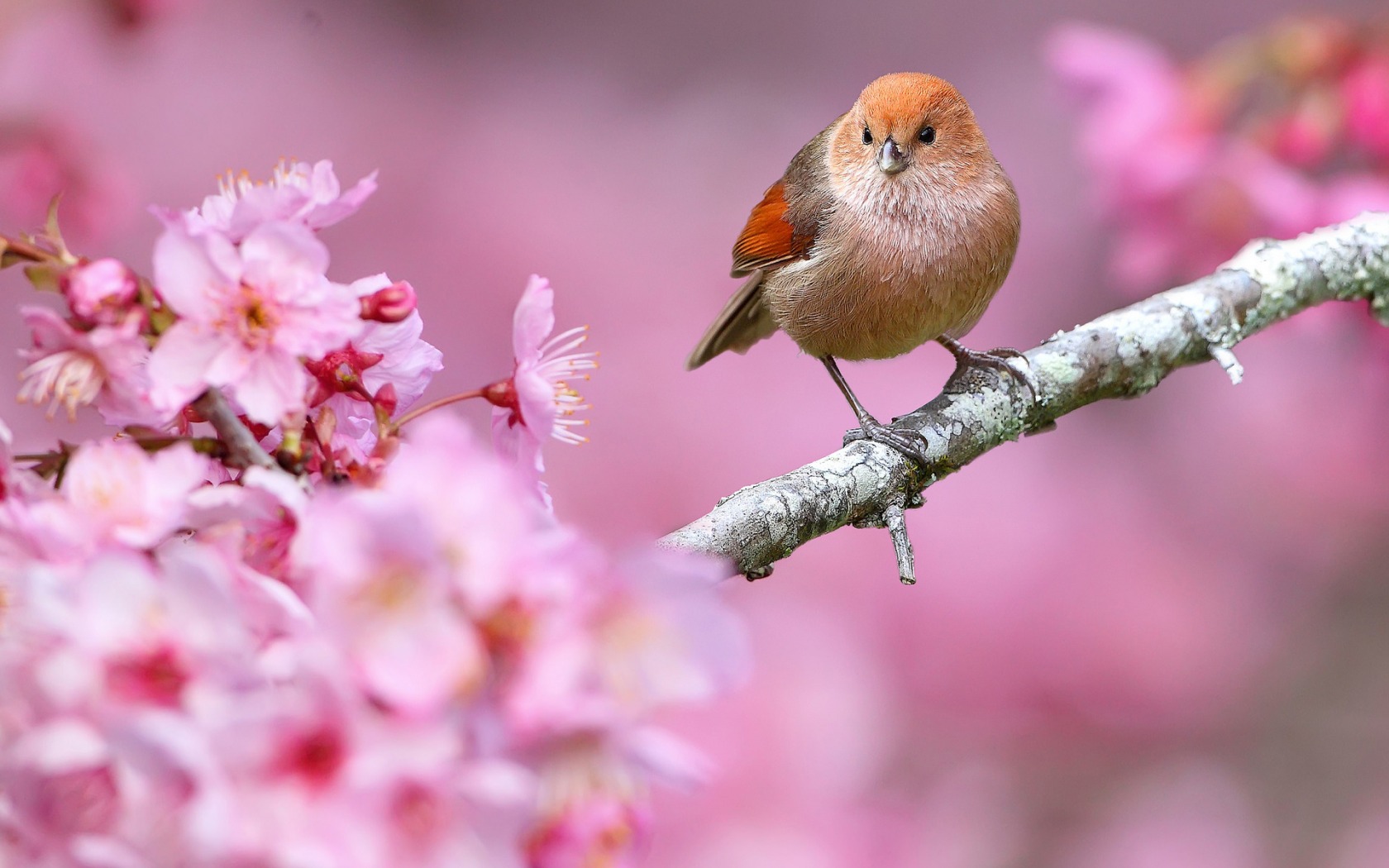 Baixe gratuitamente a imagem Animais, Aves, Pássaro na área de trabalho do seu PC