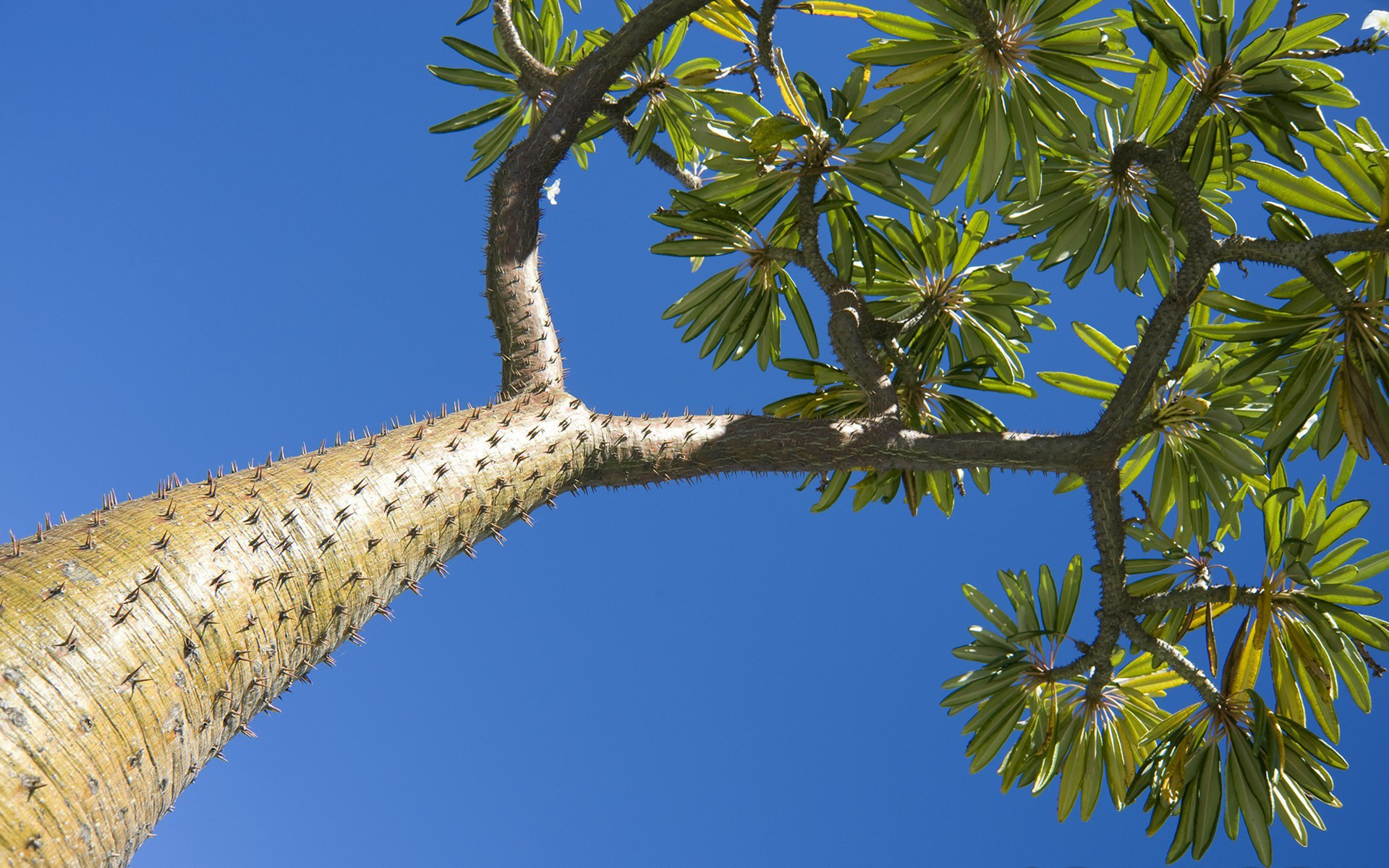 Handy-Wallpaper Himmel, Erde/natur, Planze, Madagaskar Palme kostenlos herunterladen.