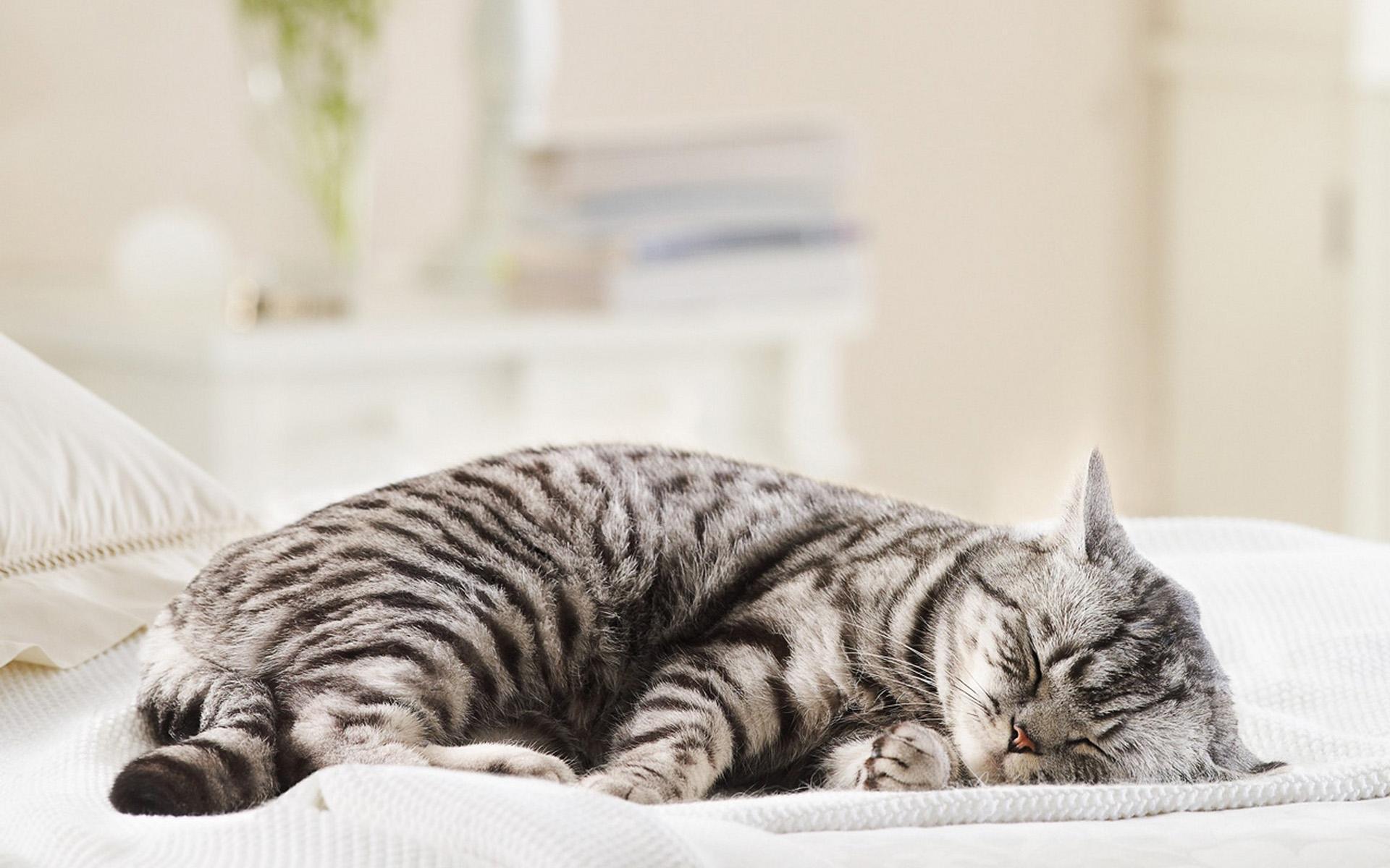 Téléchargez des papiers peints mobile Animaux, Chat gratuitement.