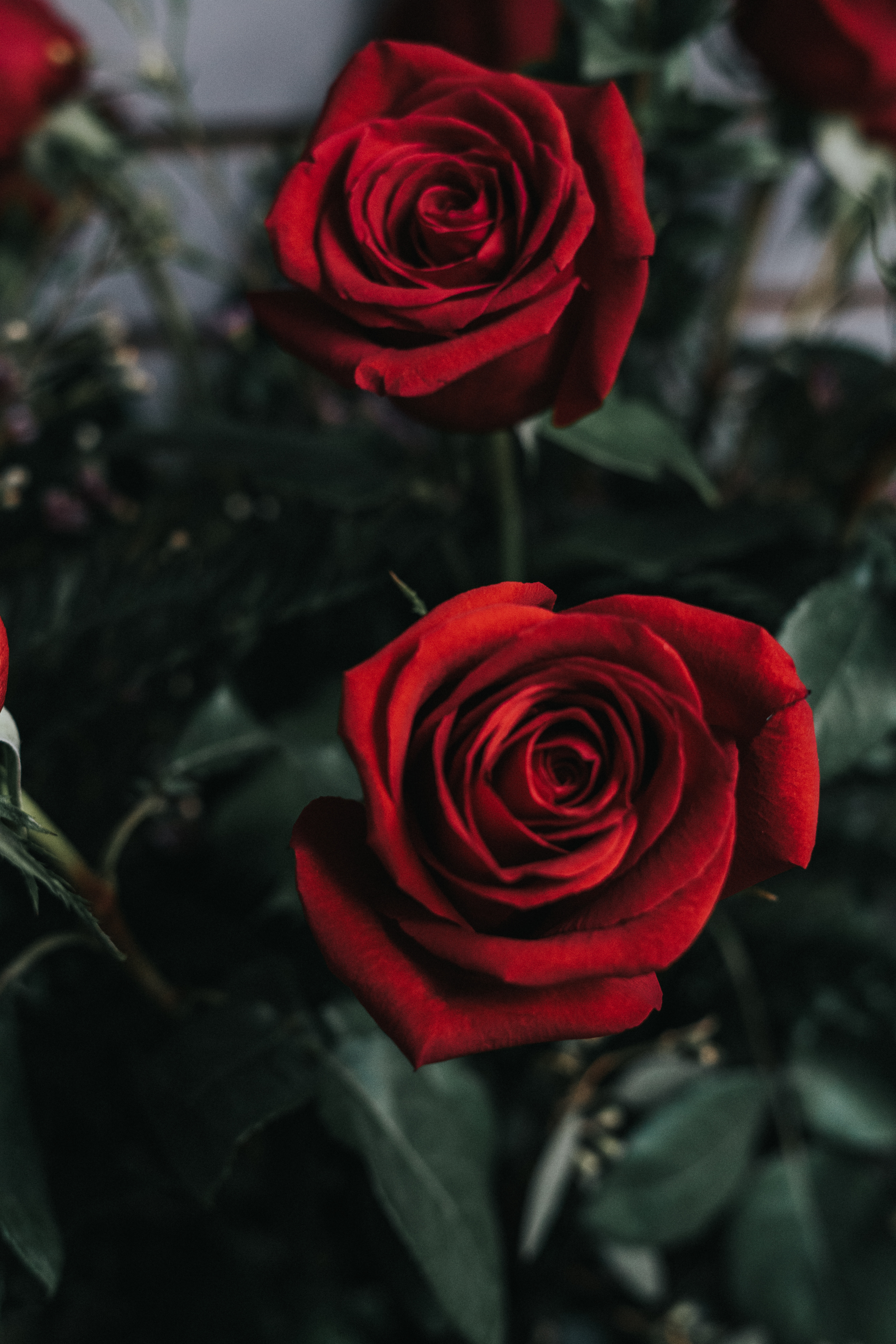 Téléchargez gratuitement l'image Fleur, Bourgeon, Une Rose, Fleurs, Rose sur le bureau de votre PC