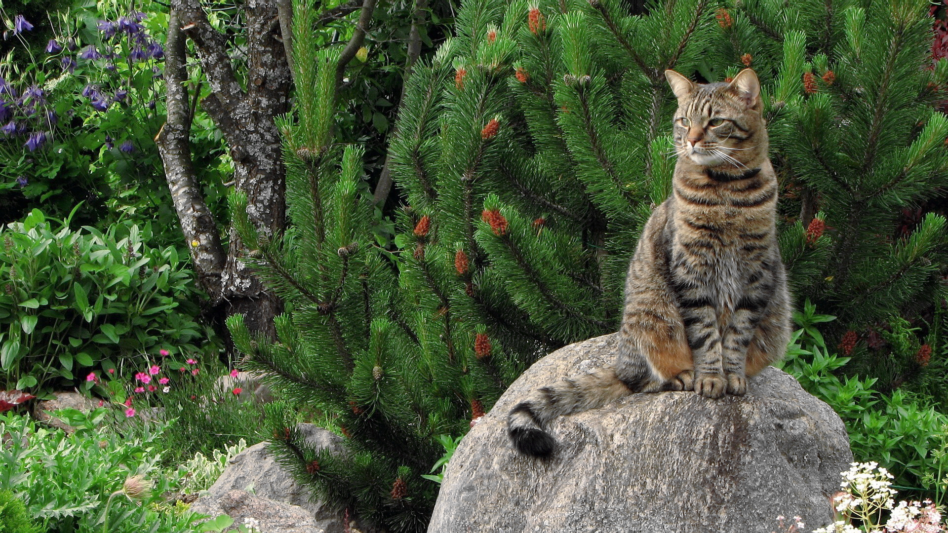 Descarga gratuita de fondo de pantalla para móvil de Animales, Gato.