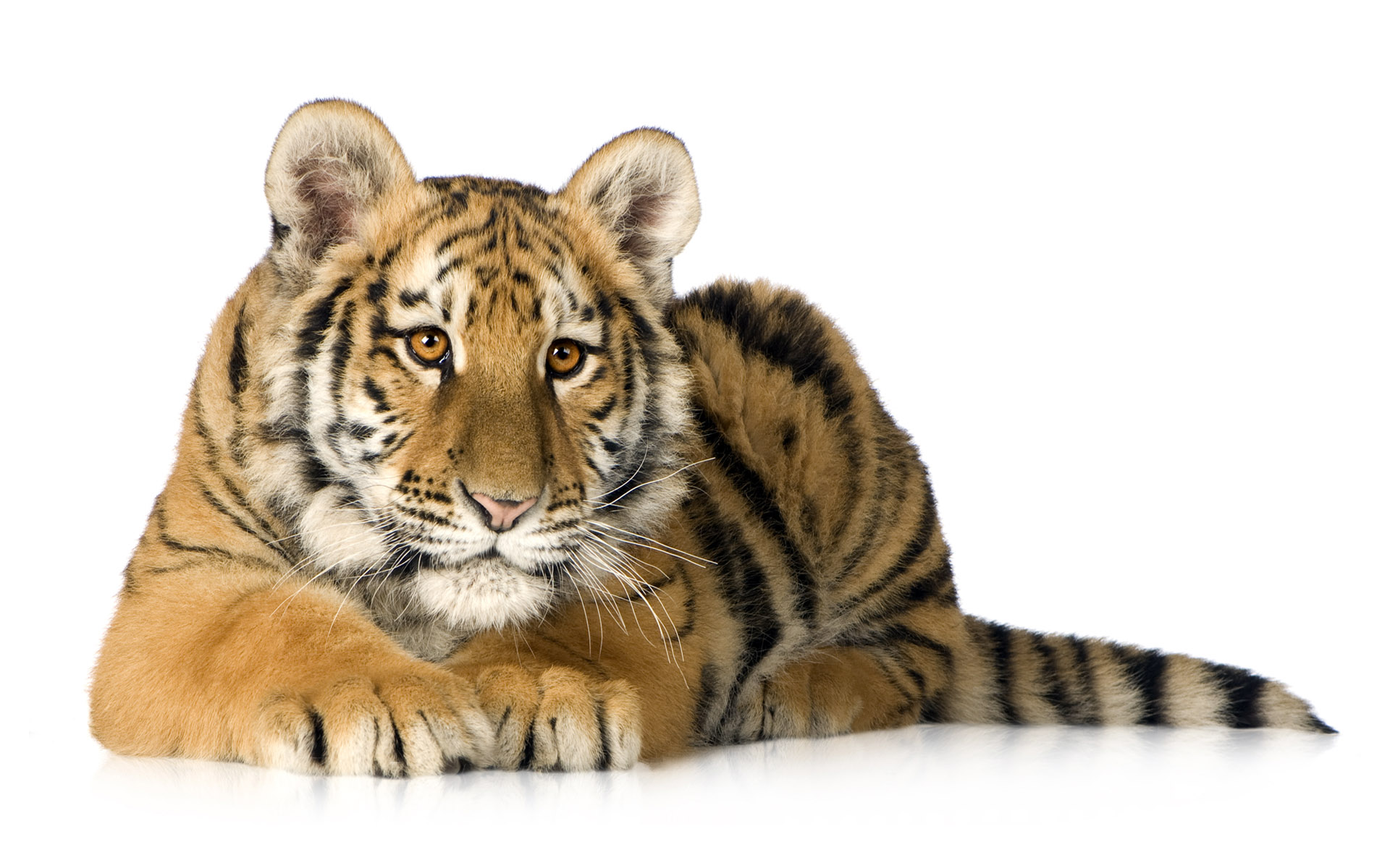 Скачать обои бесплатно Животные, Кот, Тигр, Милые, Кошки картинка на рабочий стол ПК