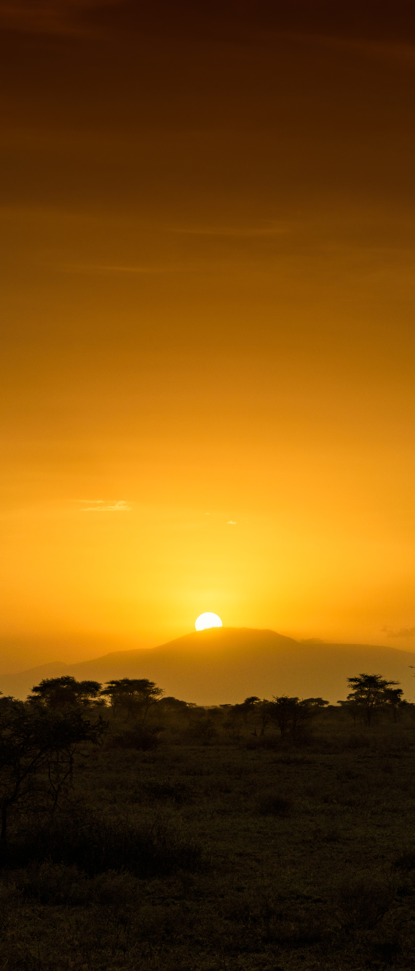 Download mobile wallpaper Dawn, Sunrise, Earth, Africa, Savannah, Tanzania for free.