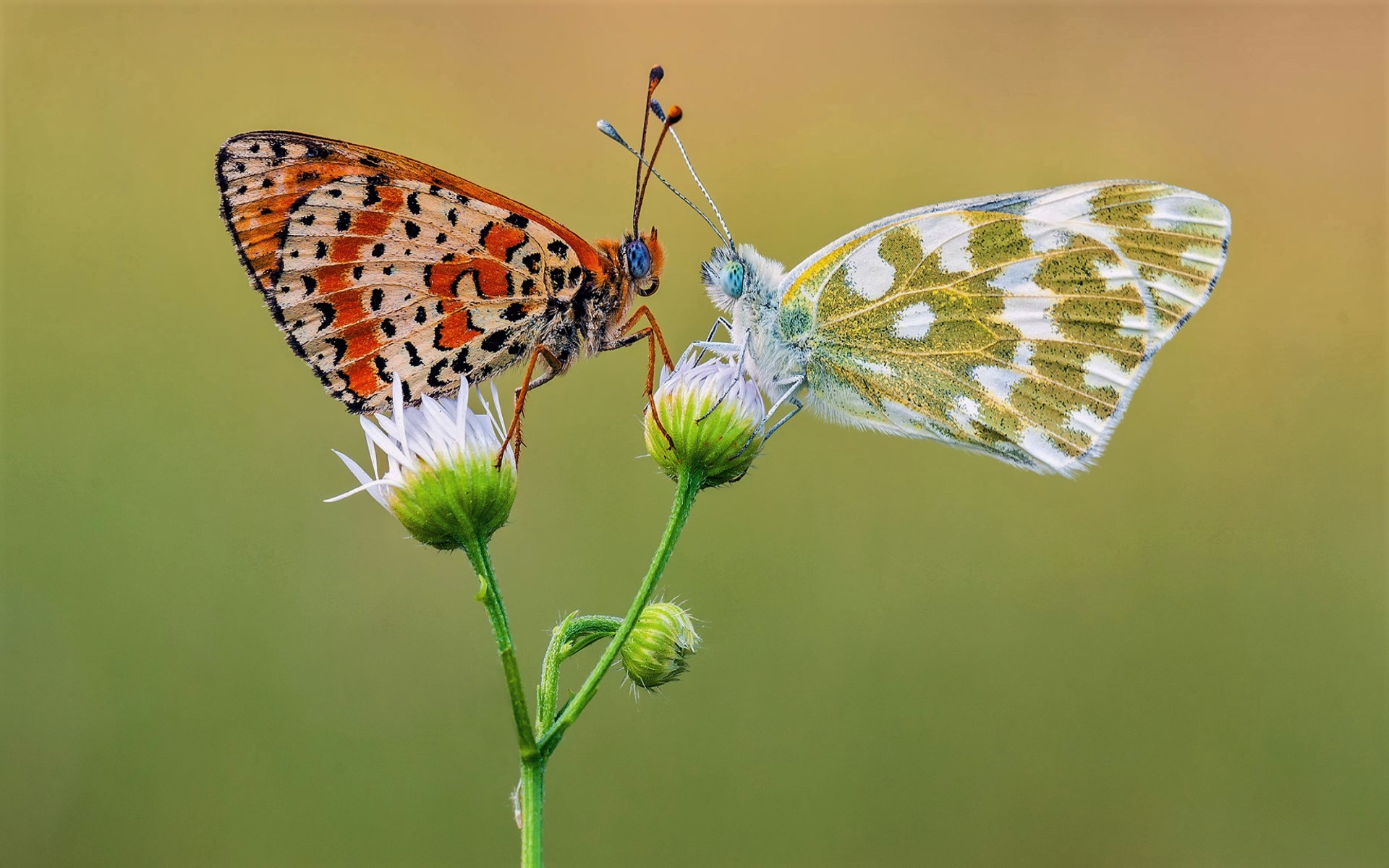 Download mobile wallpaper Butterfly, Animal, Colorful for free.