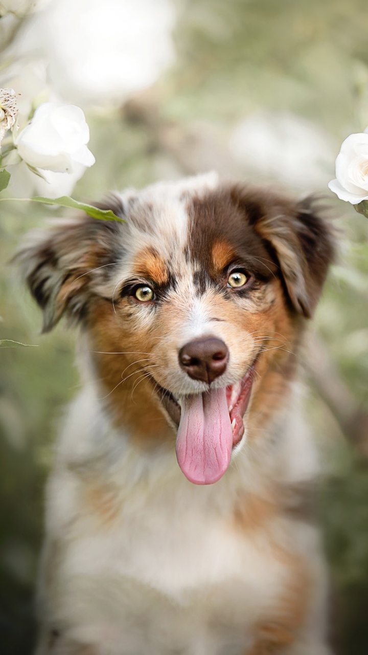 Download mobile wallpaper Dogs, Dog, Animal, Puppy, Australian Shepherd, Baby Animal for free.