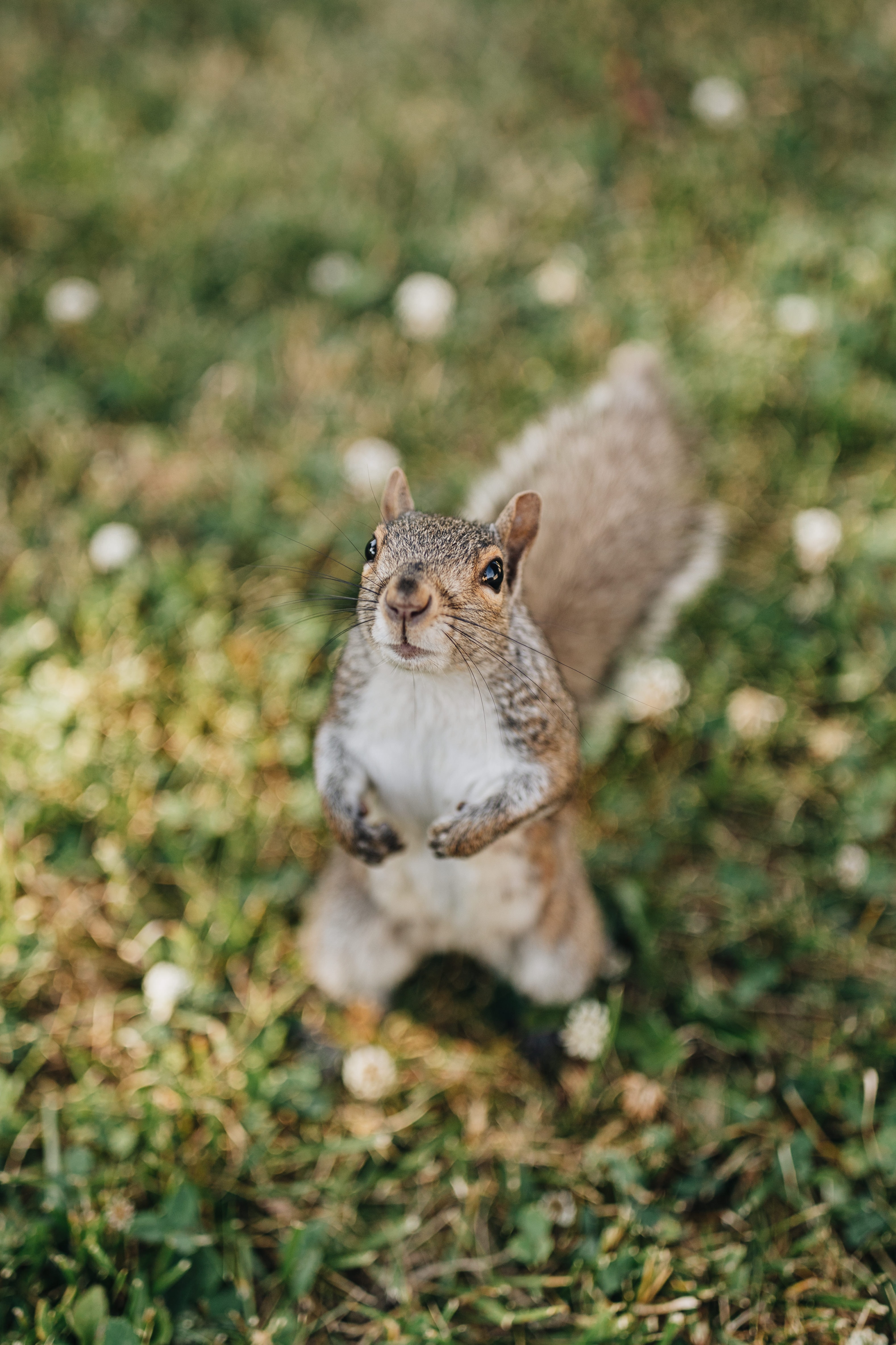 Laden Sie das Sicht, Meinung, Nagetier, Flauschige, Tiere, Eichhörnchen-Bild kostenlos auf Ihren PC-Desktop herunter