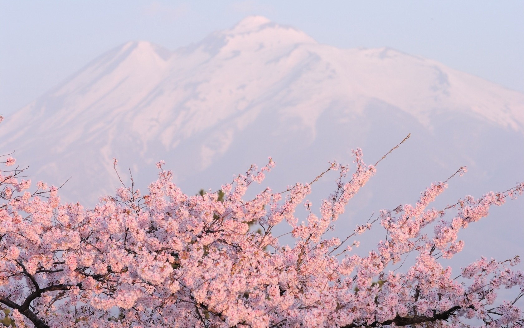 sakura, mountains, landscape, gray QHD