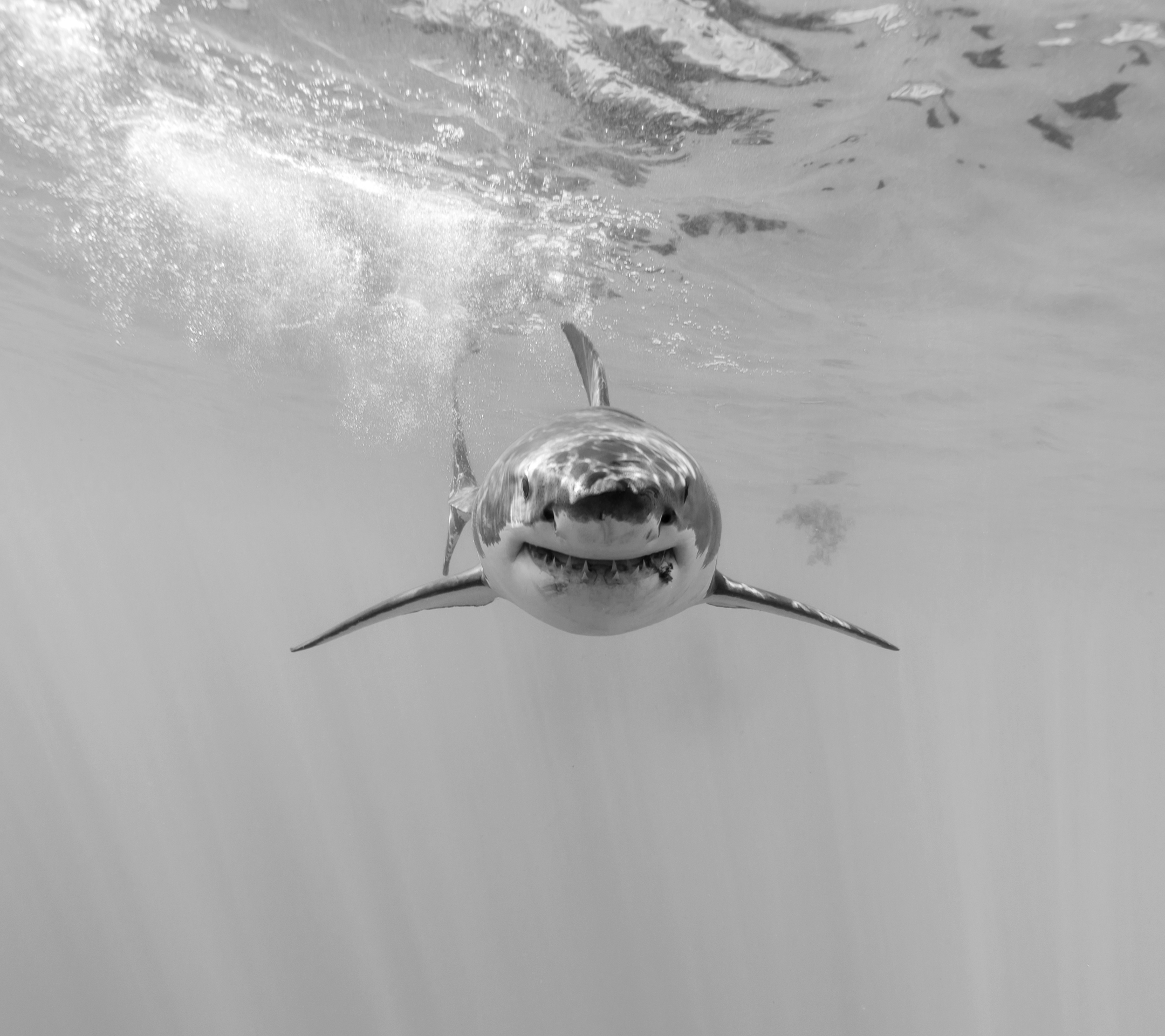 Скачати мобільні шпалери Акули, Тварина, Під Водою, Акула, Чорний Білий, Морське Життя безкоштовно.