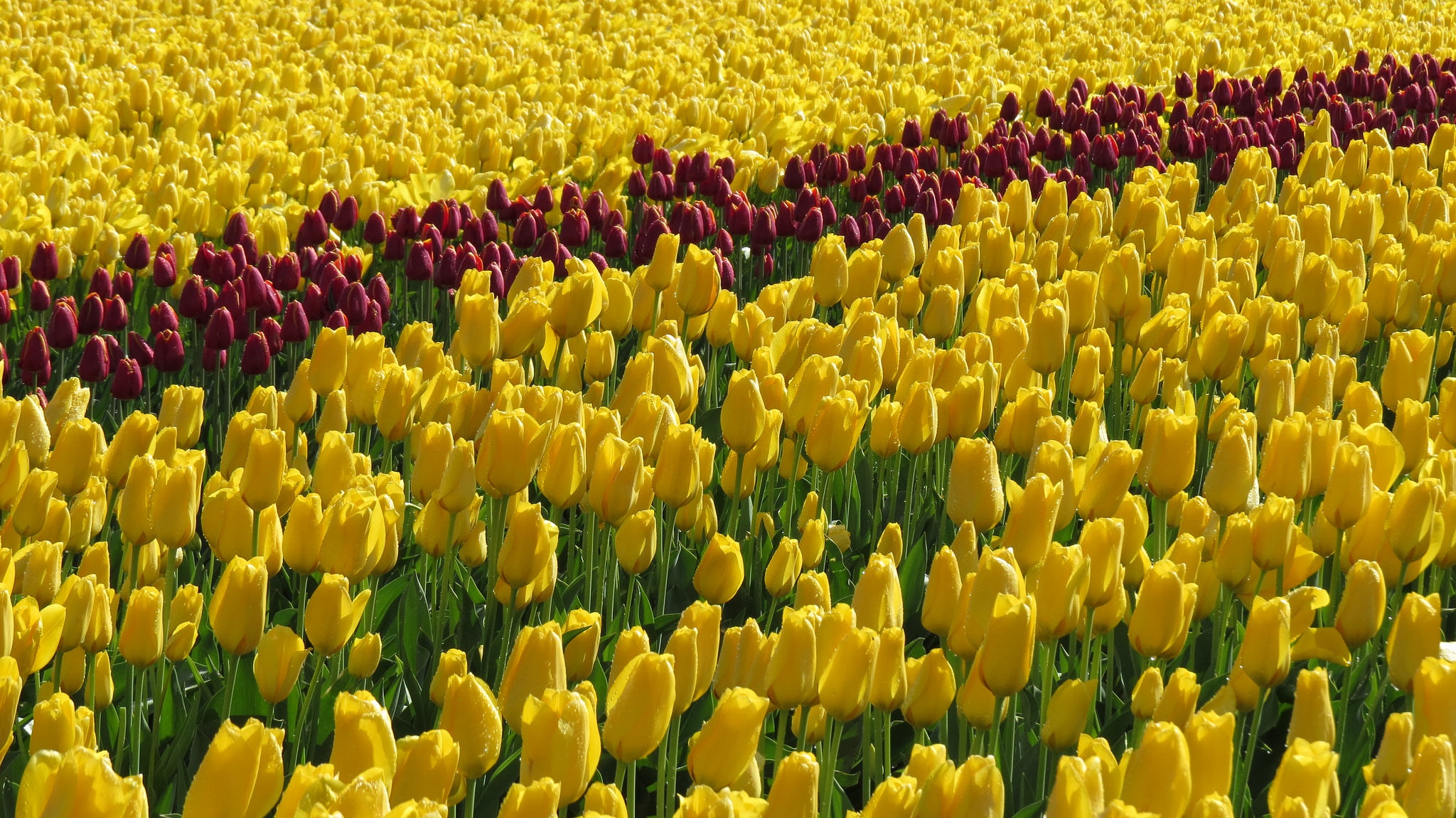 Téléchargez des papiers peints mobile Fleurs, Tulipe, Terre/nature gratuitement.