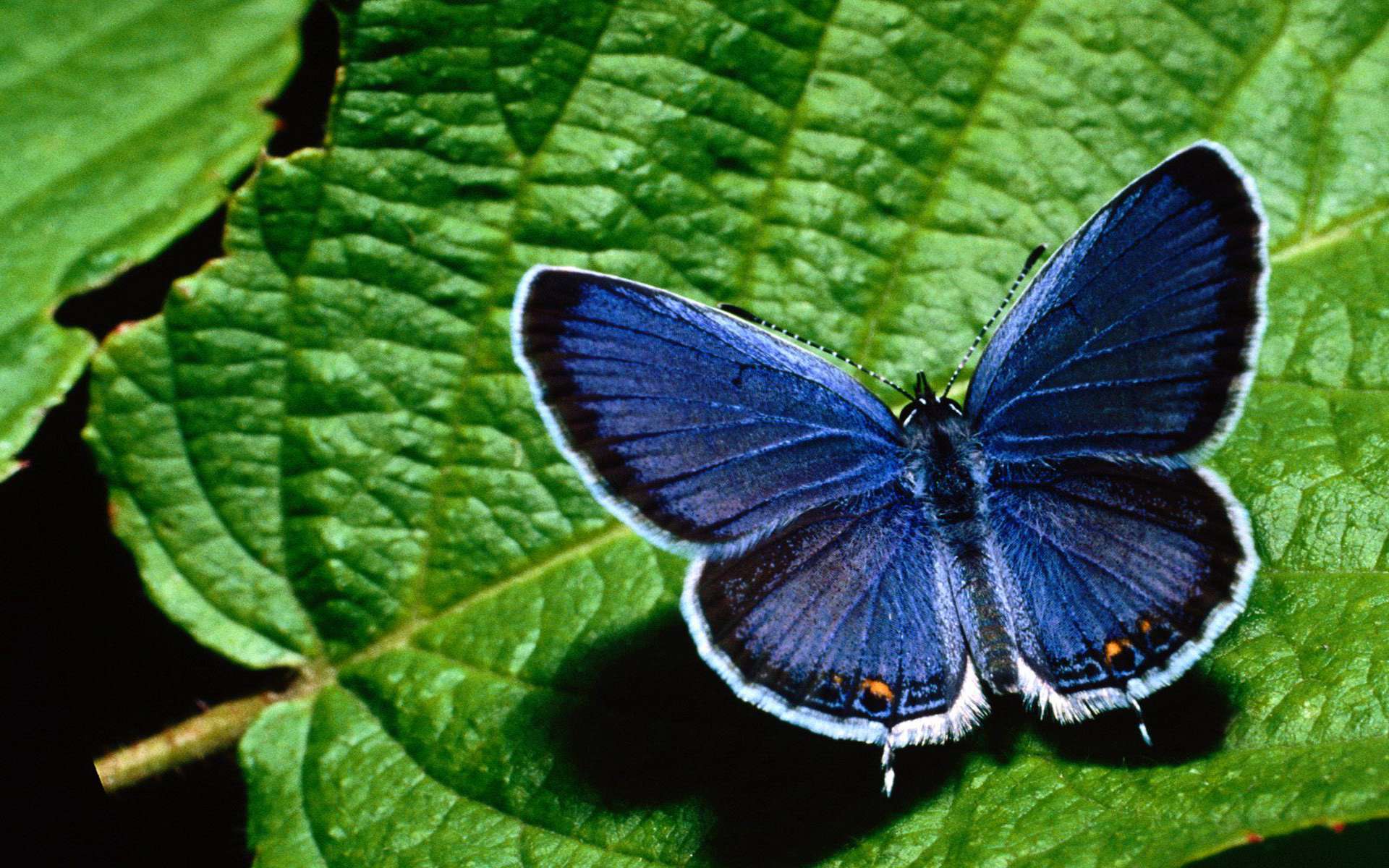 Free download wallpaper Butterfly, Animal on your PC desktop